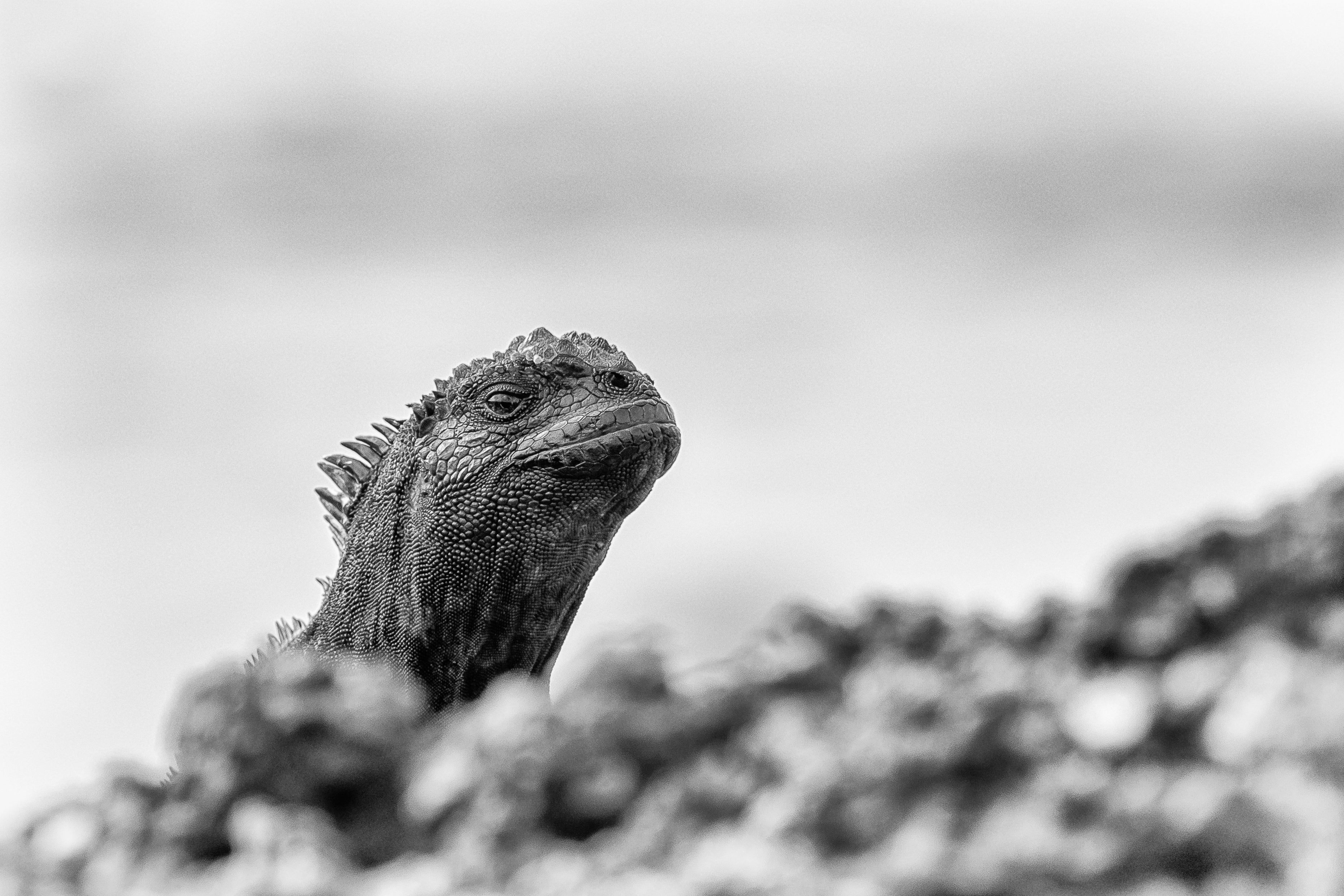 OM-D M.Zuiko ED 2x Teleconverter MC-20