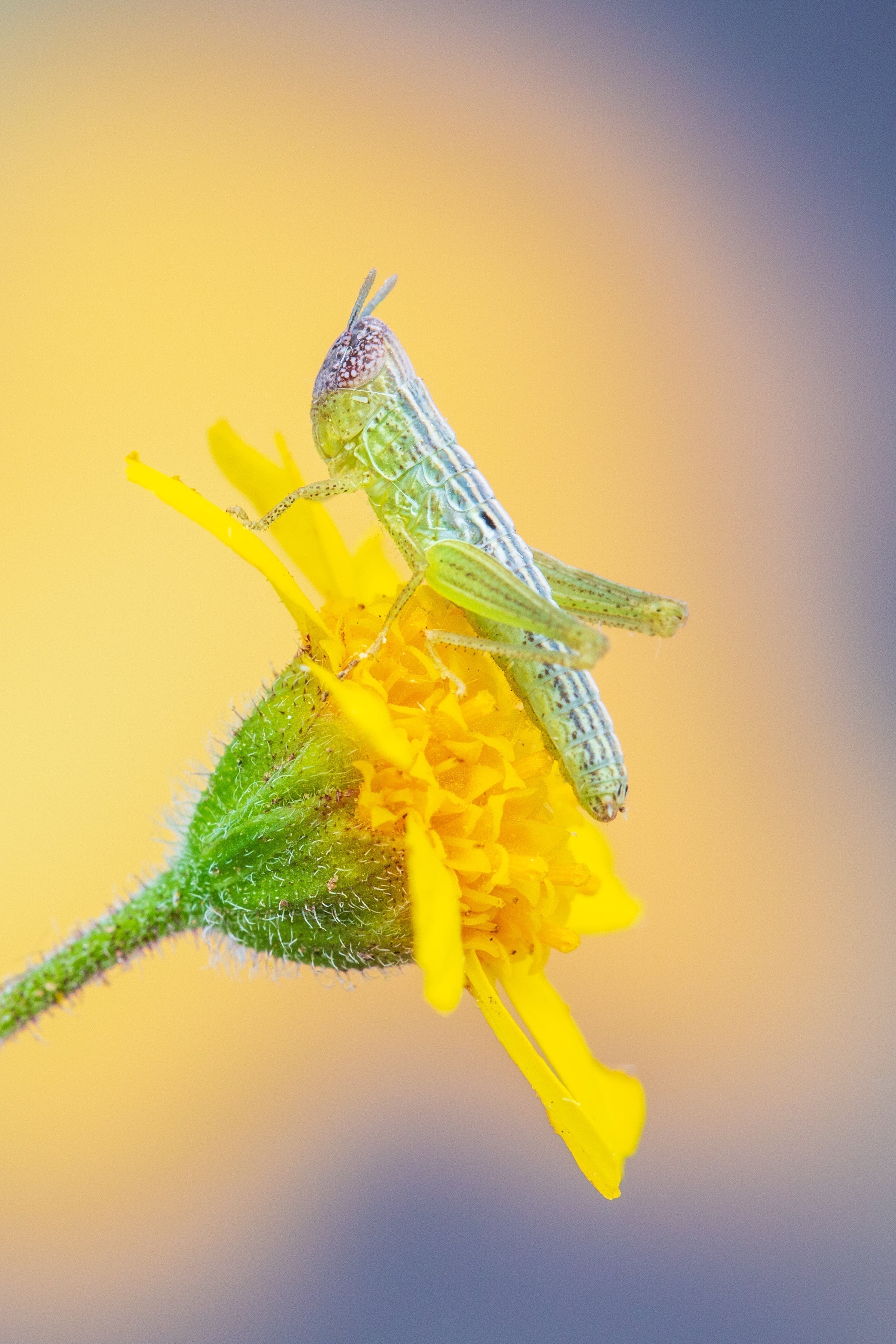 Open the World of Macro Photography
