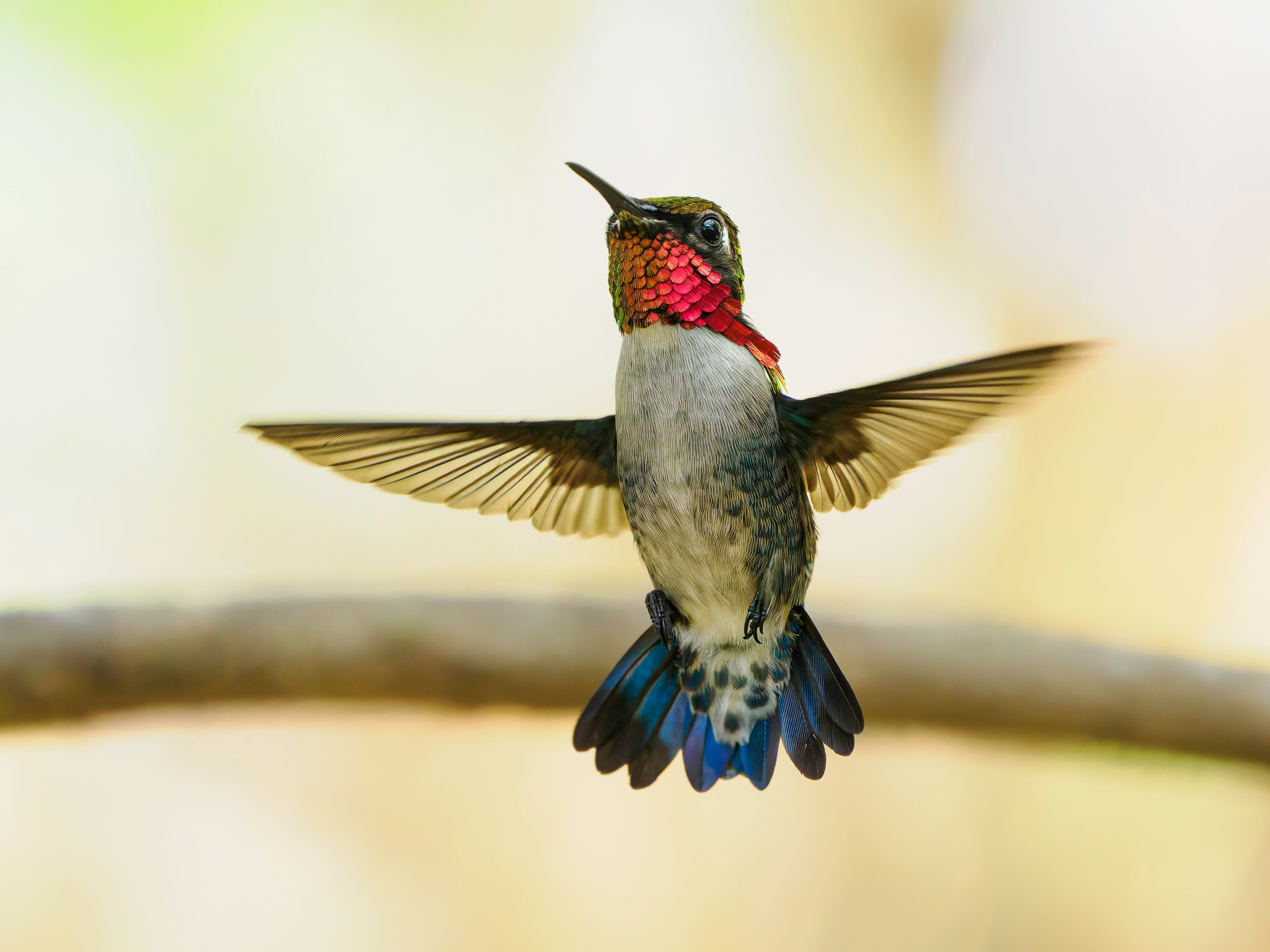 Angles of Beauty - The Bee Hummingbird of Cuba (Part 1)