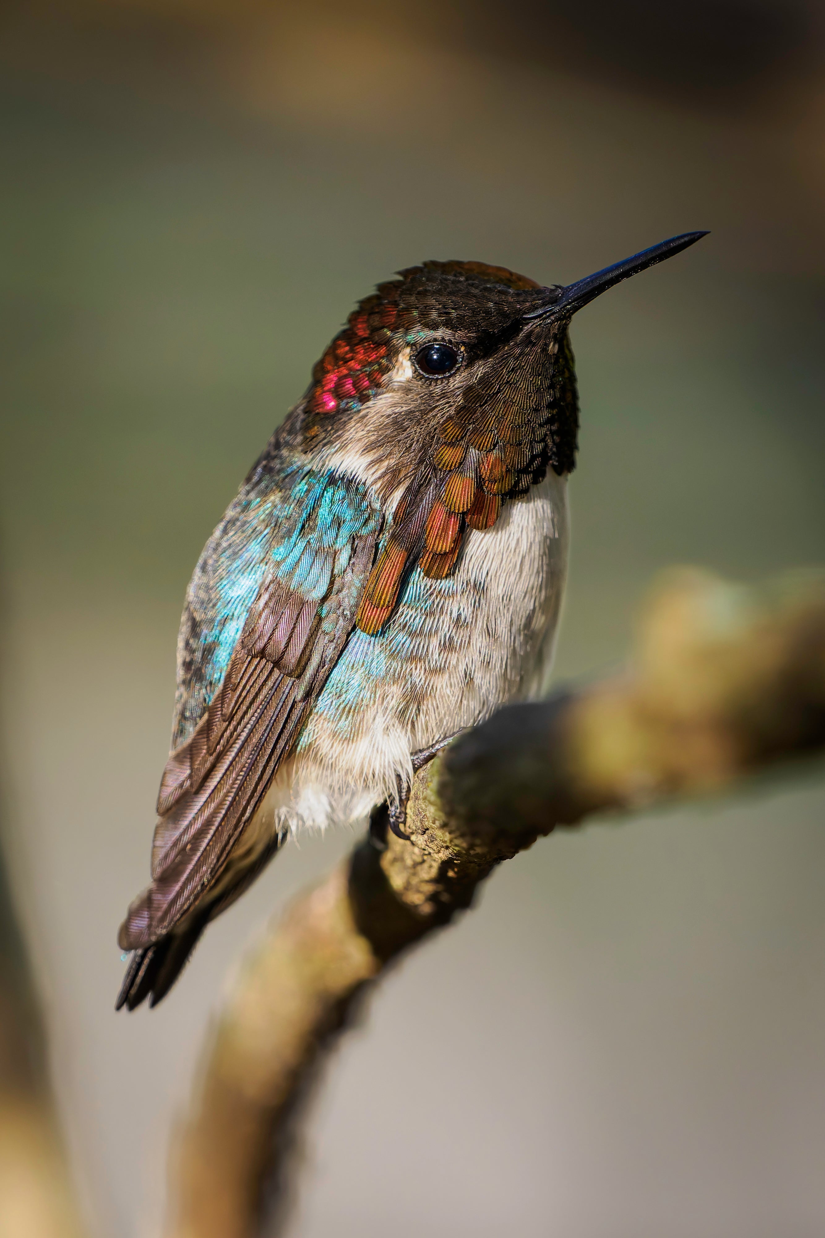 Angles of Beauty - The Bee Hummingbird of Cuba (Part 3)