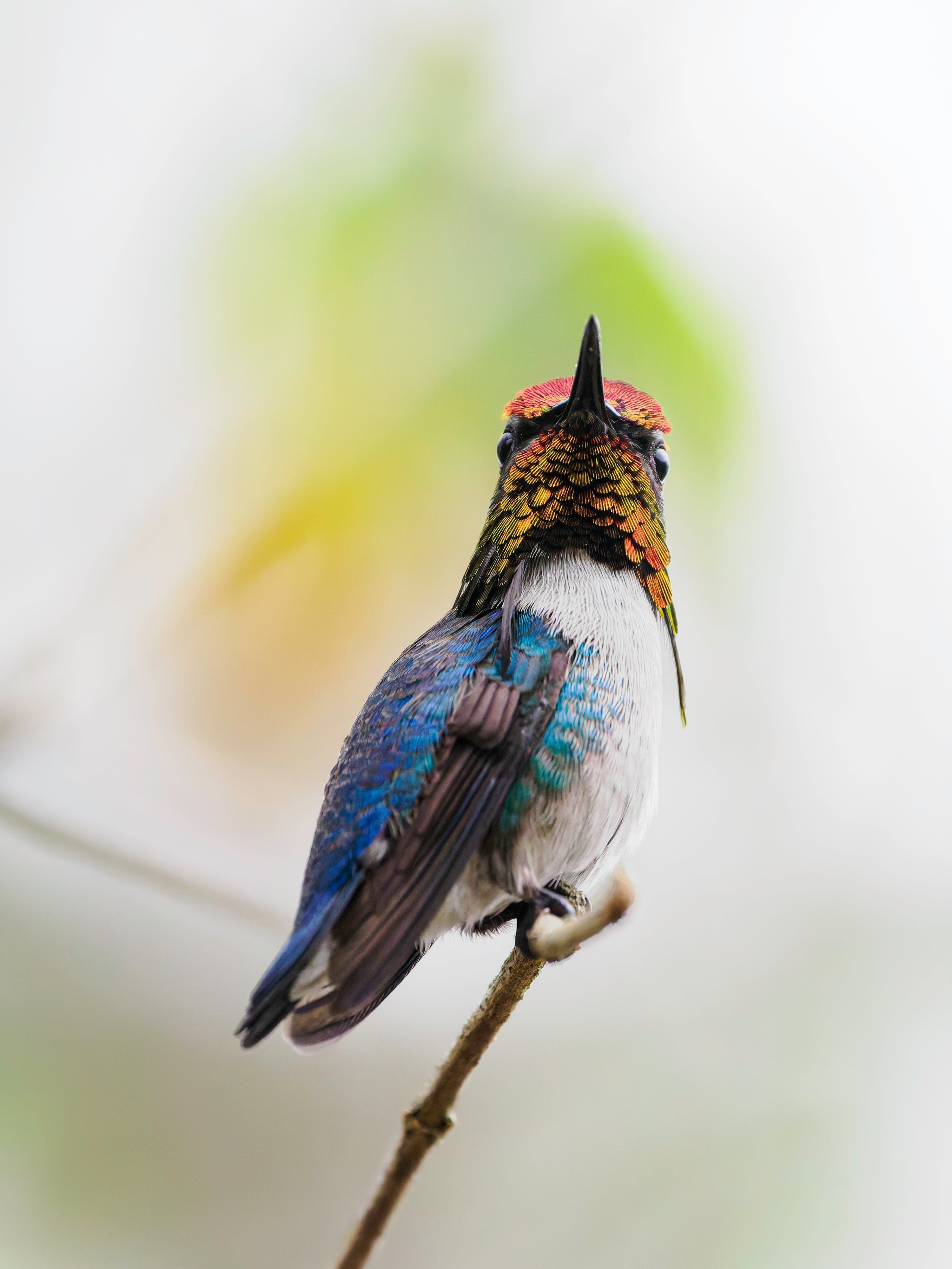 Angles of Beauty - The Bee Hummingbird of Cuba (Part 2)