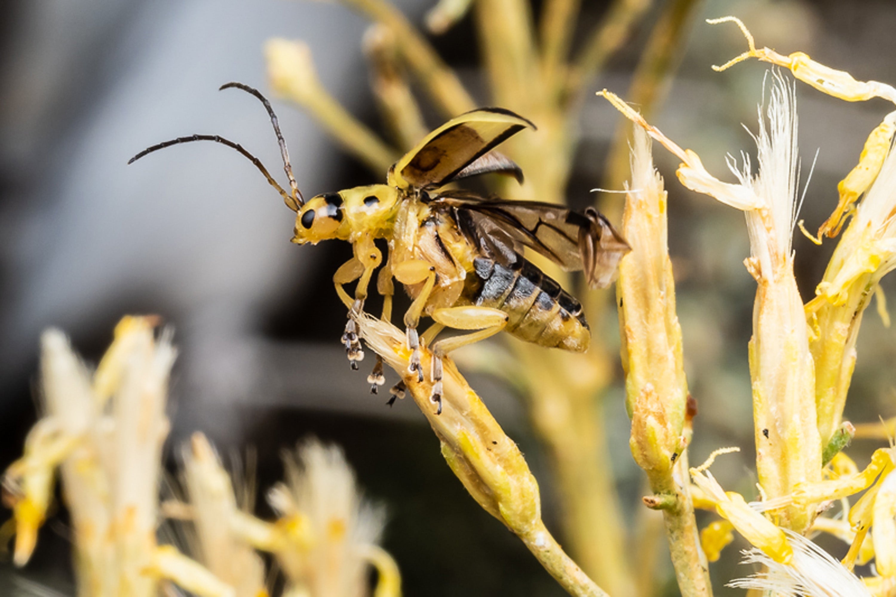 Olympus M.Zuiko ED 60mm F2.8 MACRO