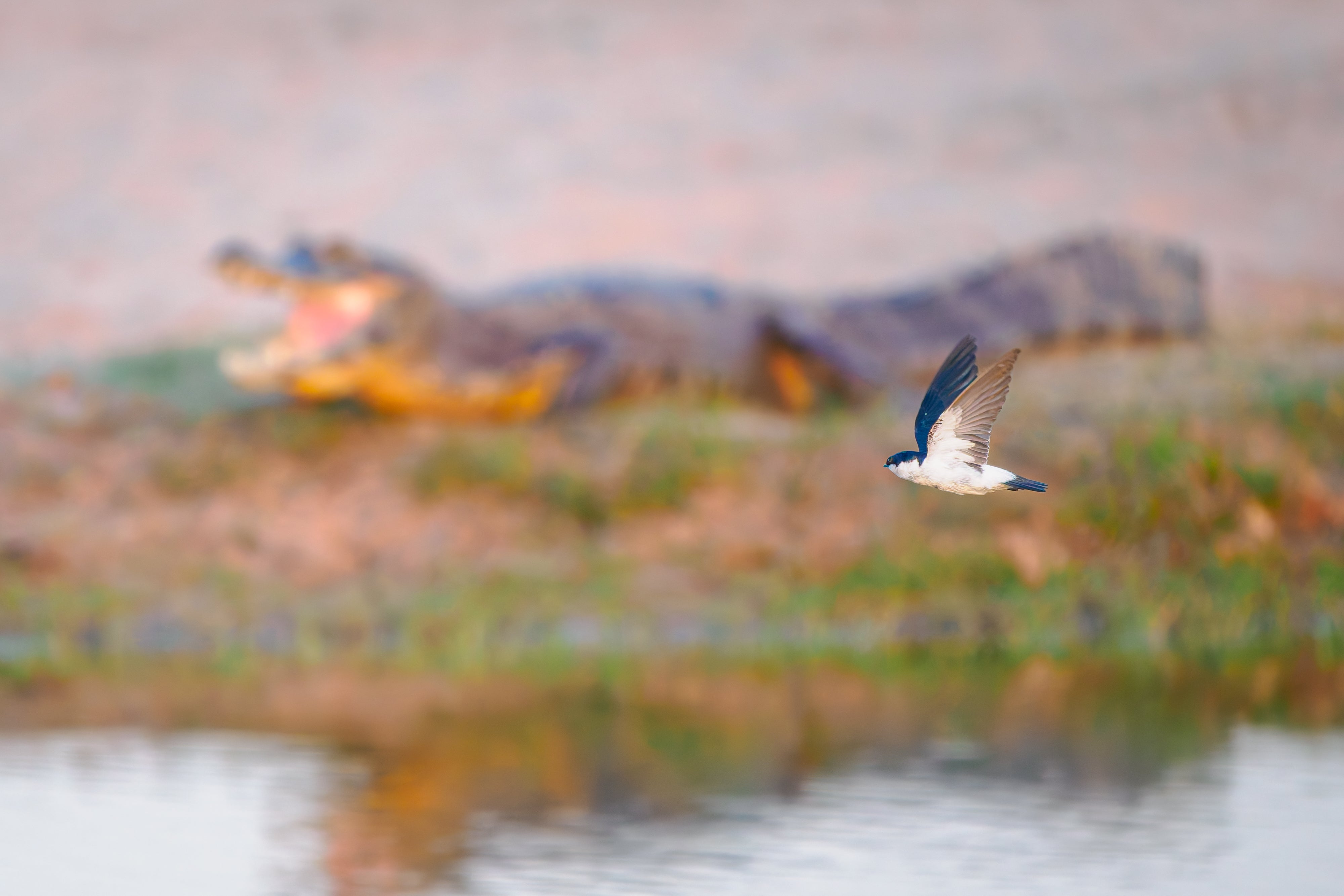 Mastering Birds in Flight