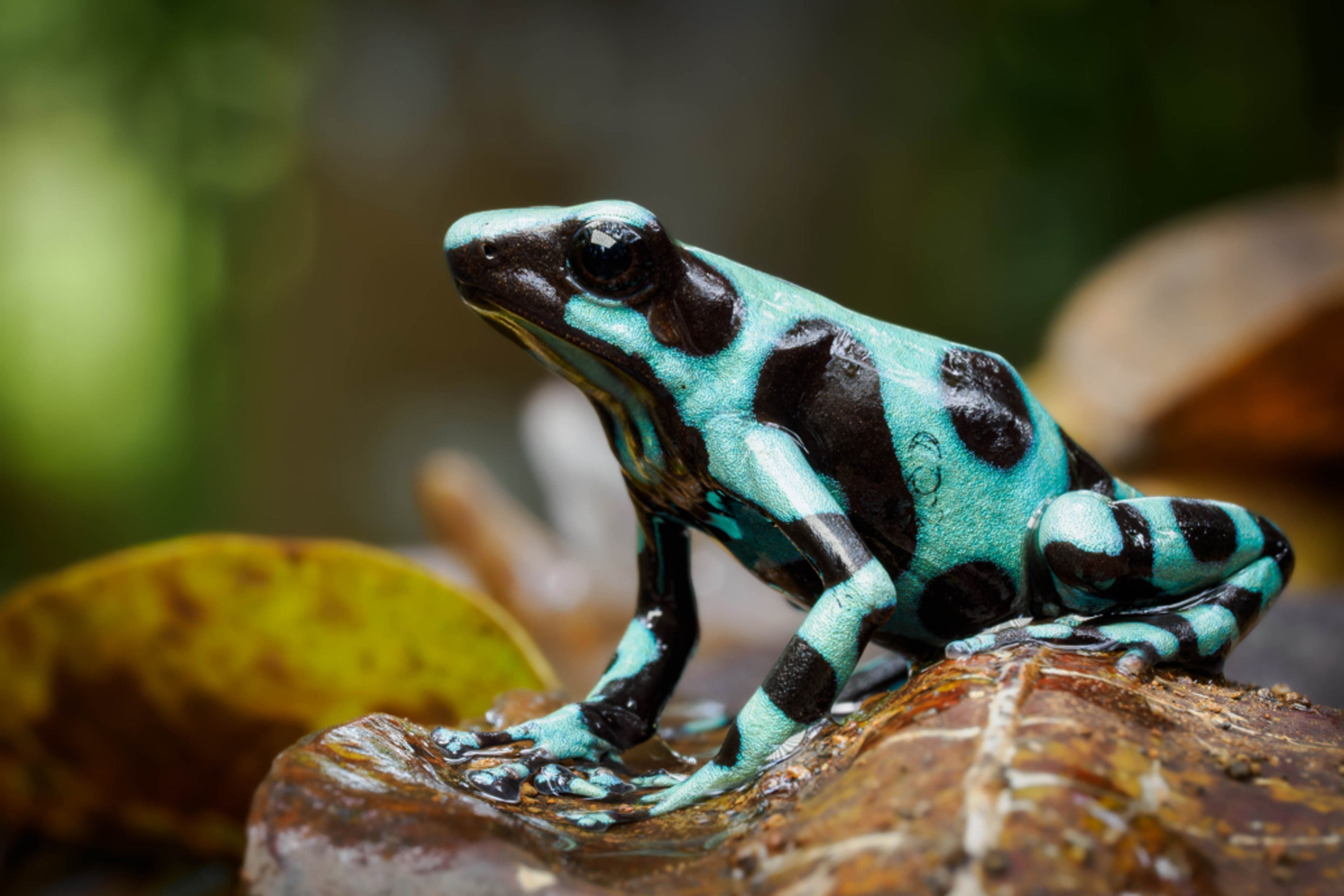 M.Zuiko ED 90mm F3.5 MACRO IS PRO