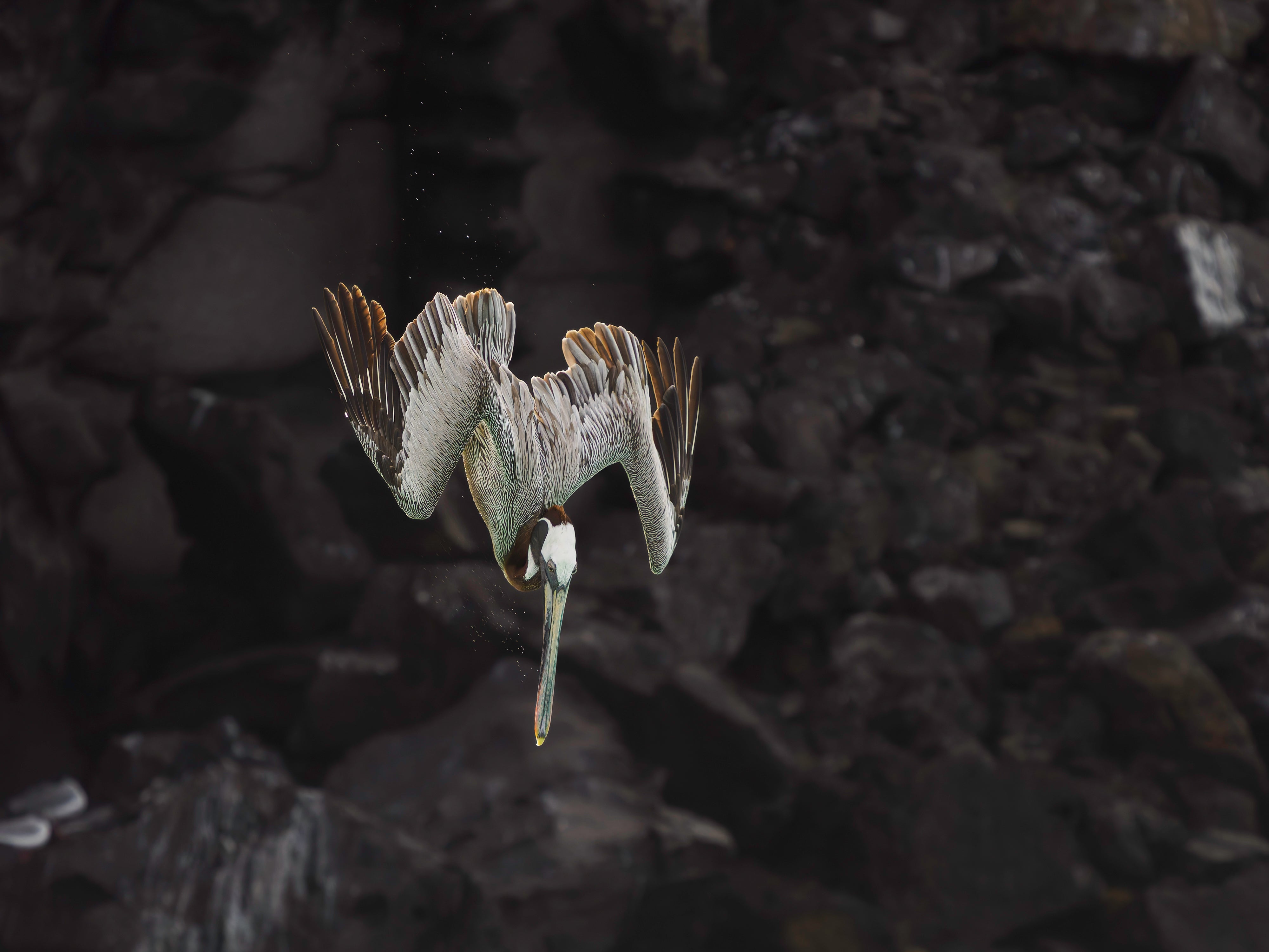 2026 Galapagos Islands with Wildside Nature Tours