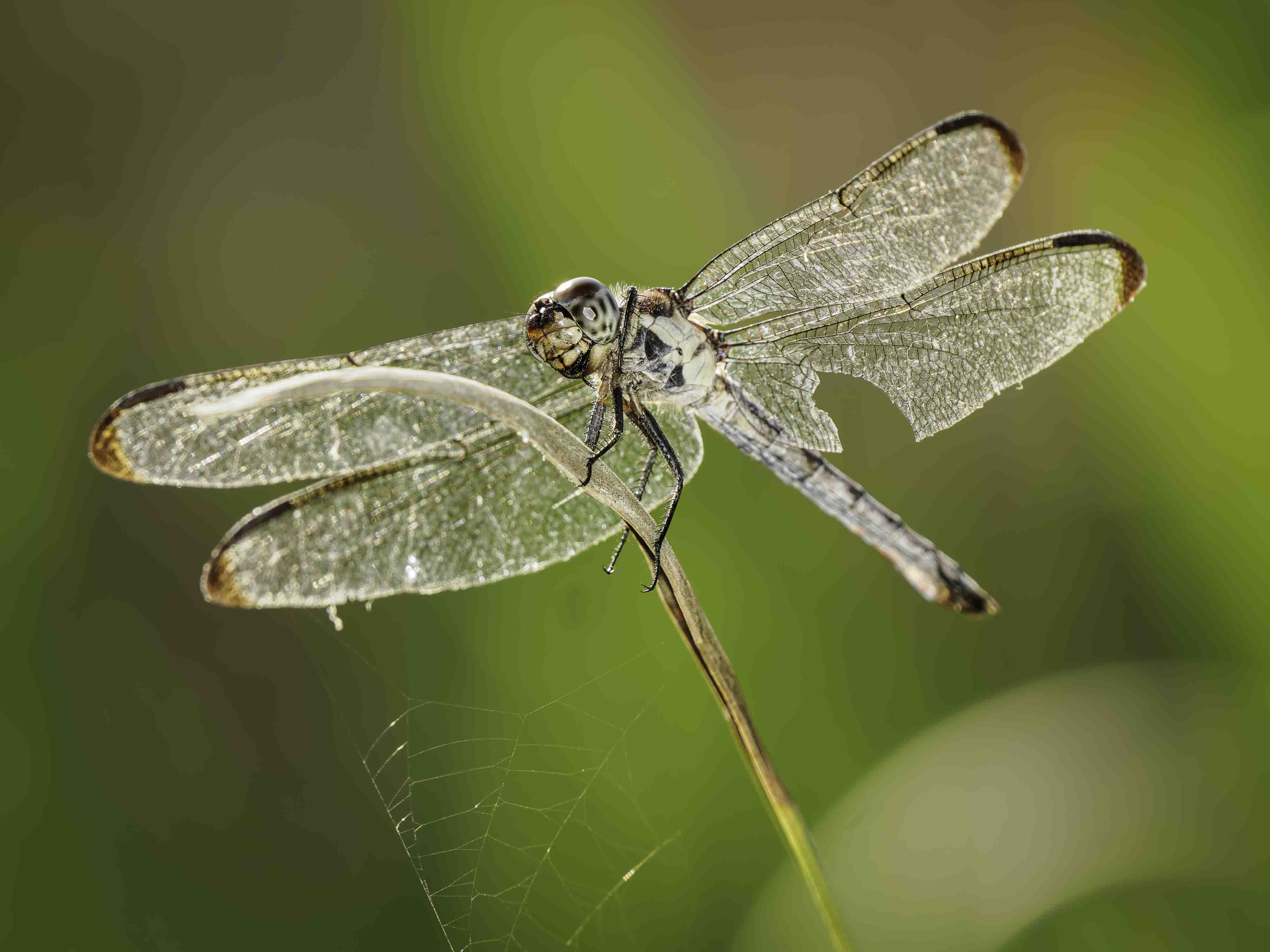 Crucial X10 SSD Portable External Drive