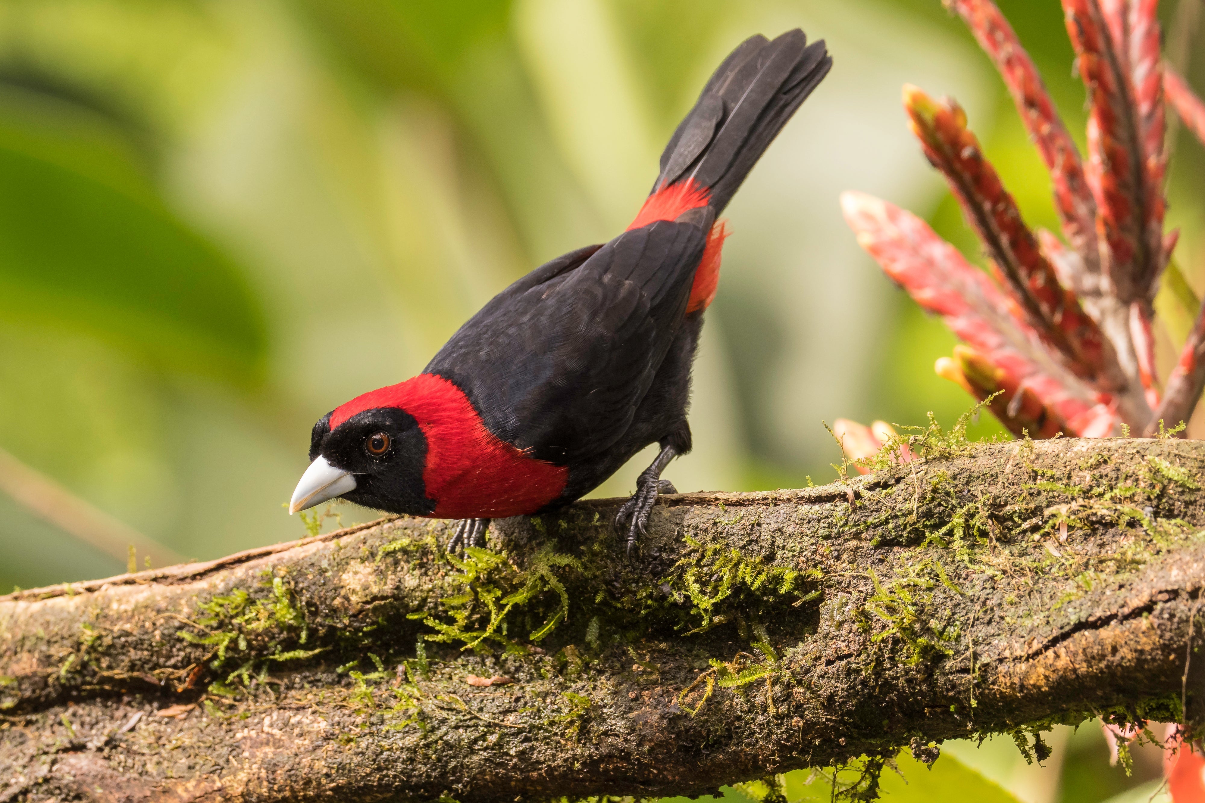 FC-WR Commander - Flash Trigger