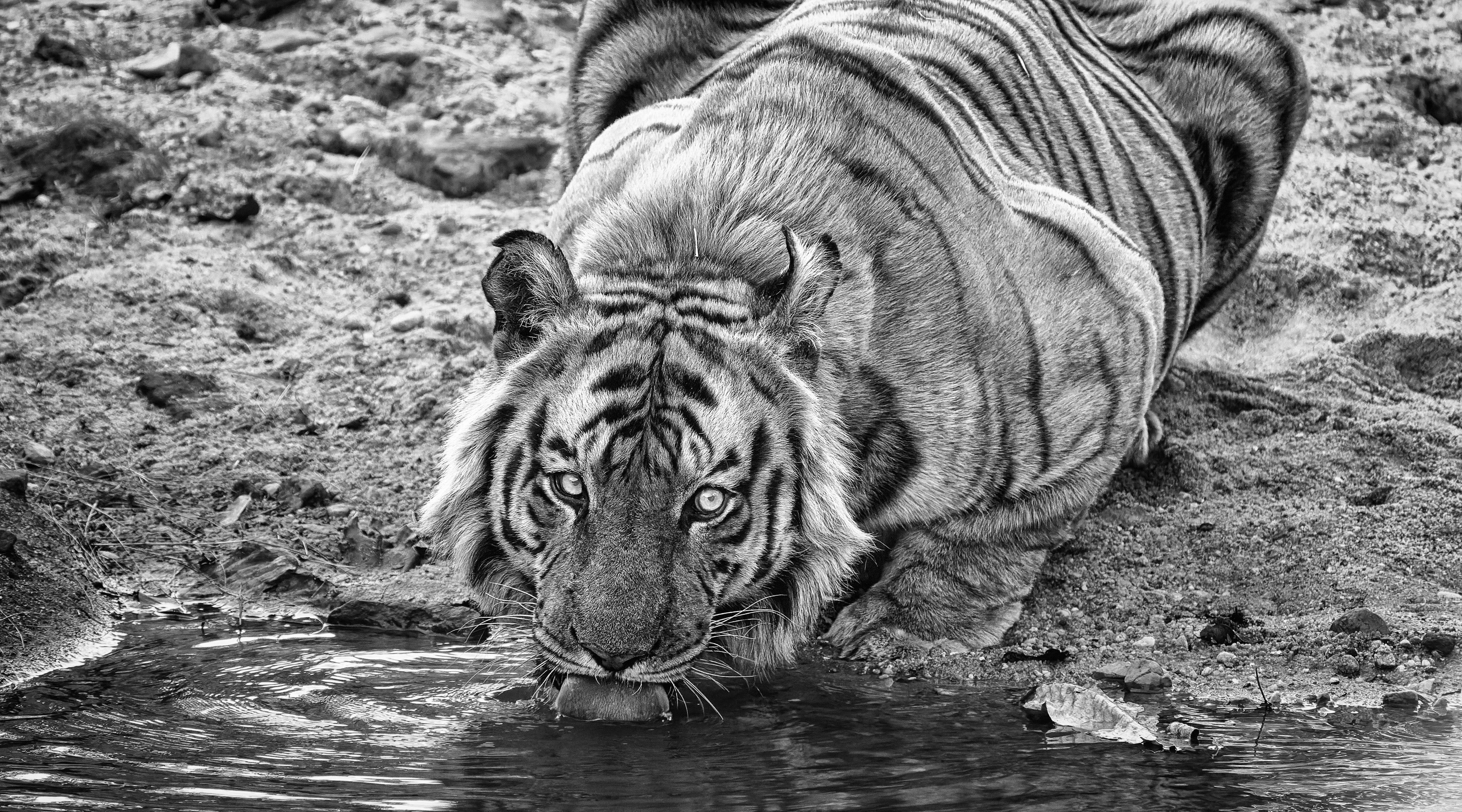Culling Your Images - Drinking Male Tiger