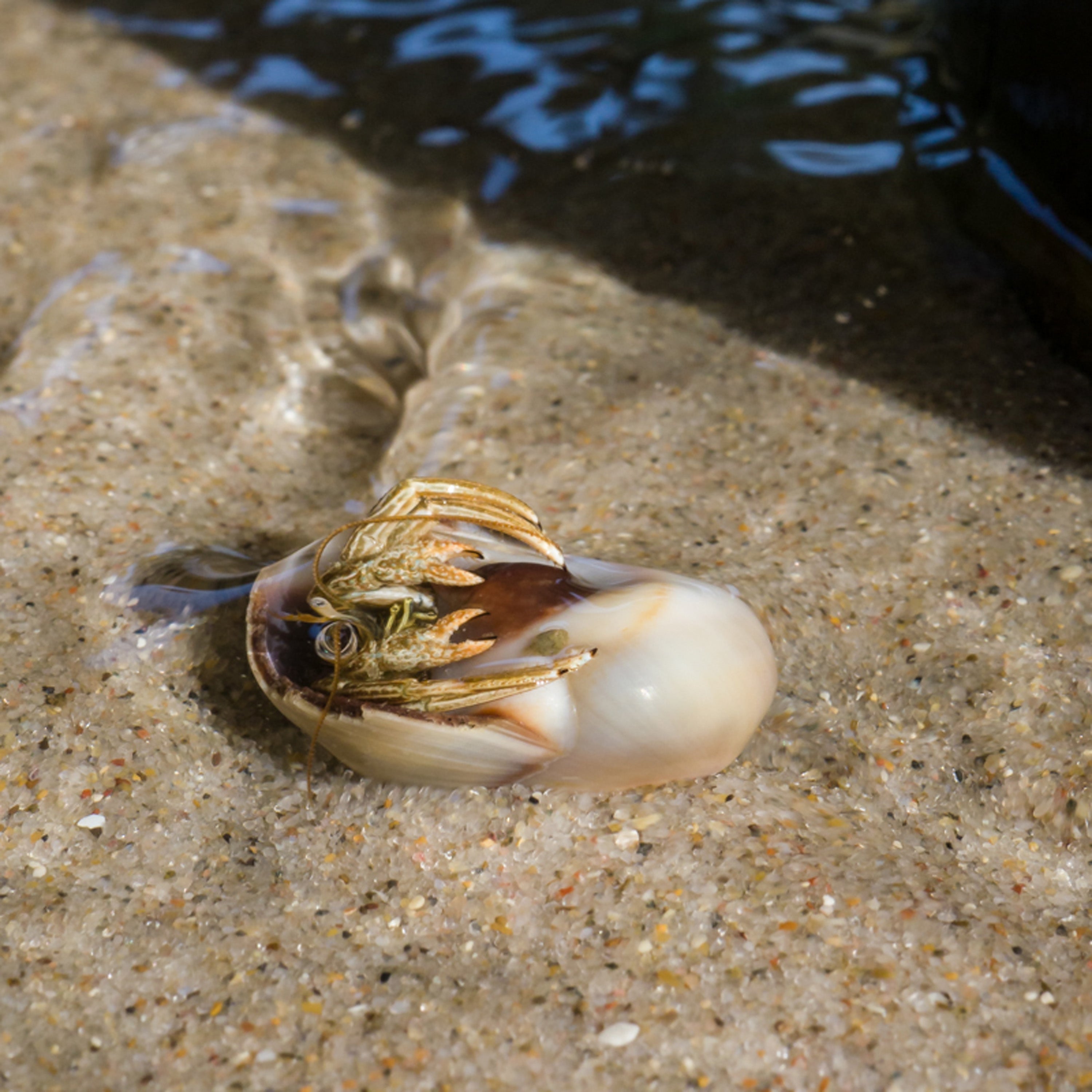 Olympus M.Zuiko ED 30mm F3.5 MACRO