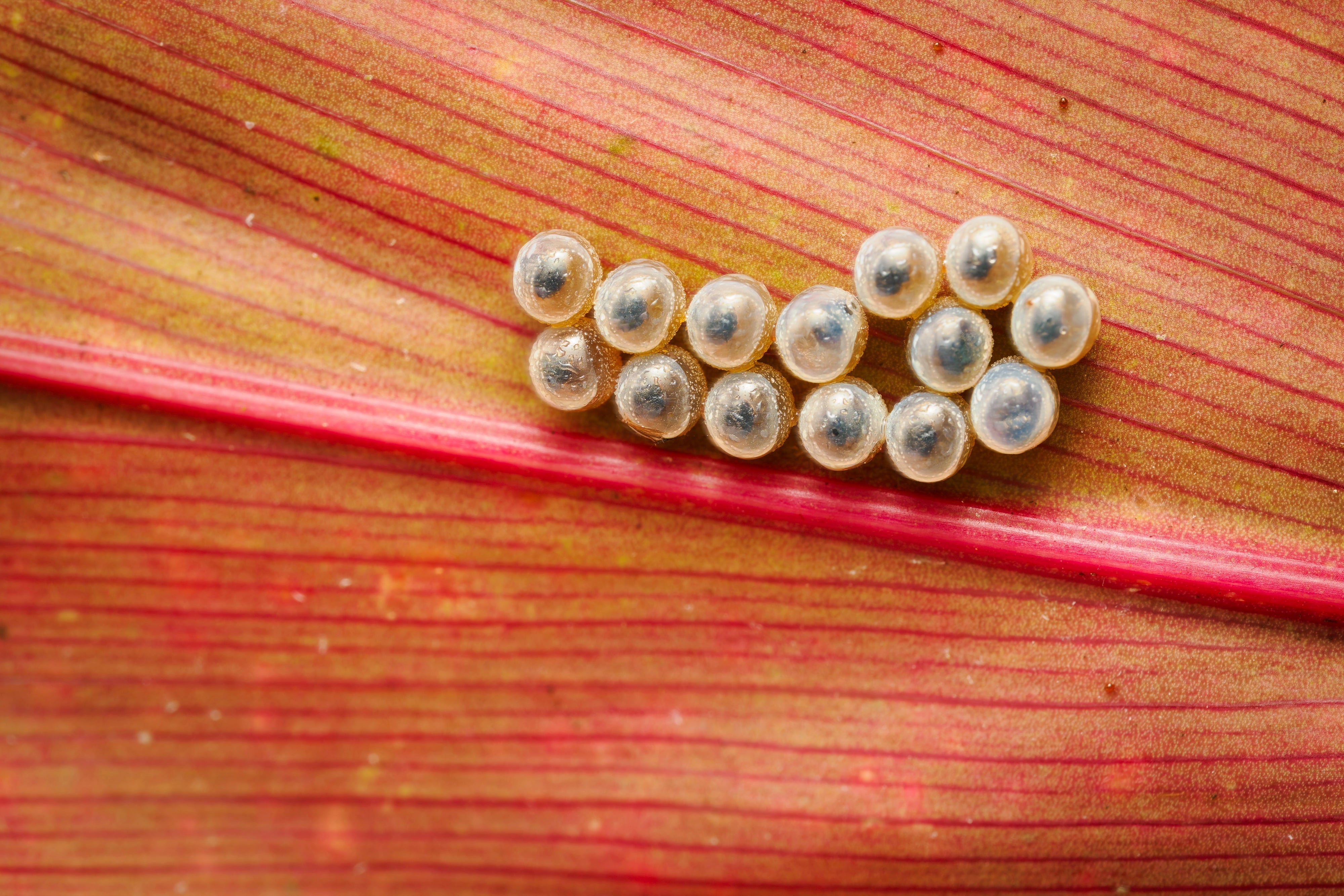 OM System Mentorship - Part 3 - Session #6