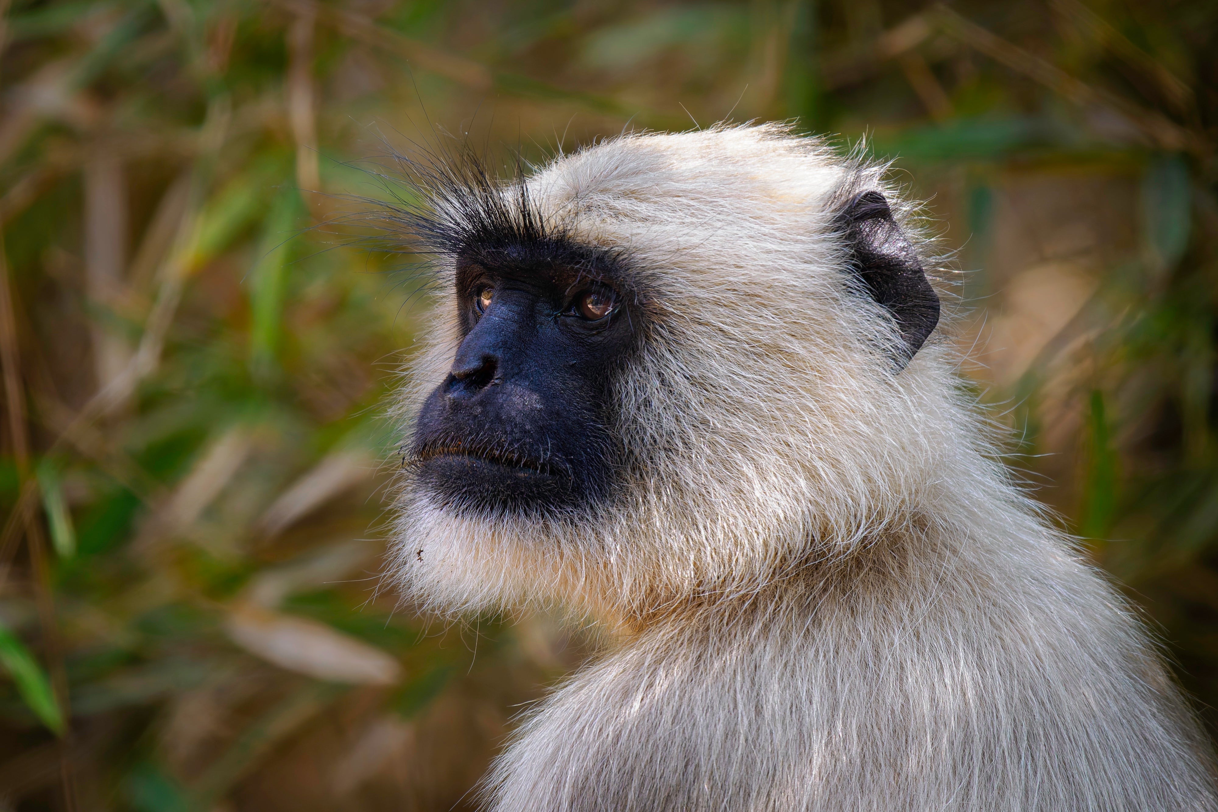 HLD-10 Vertical Grip & Battery Holder