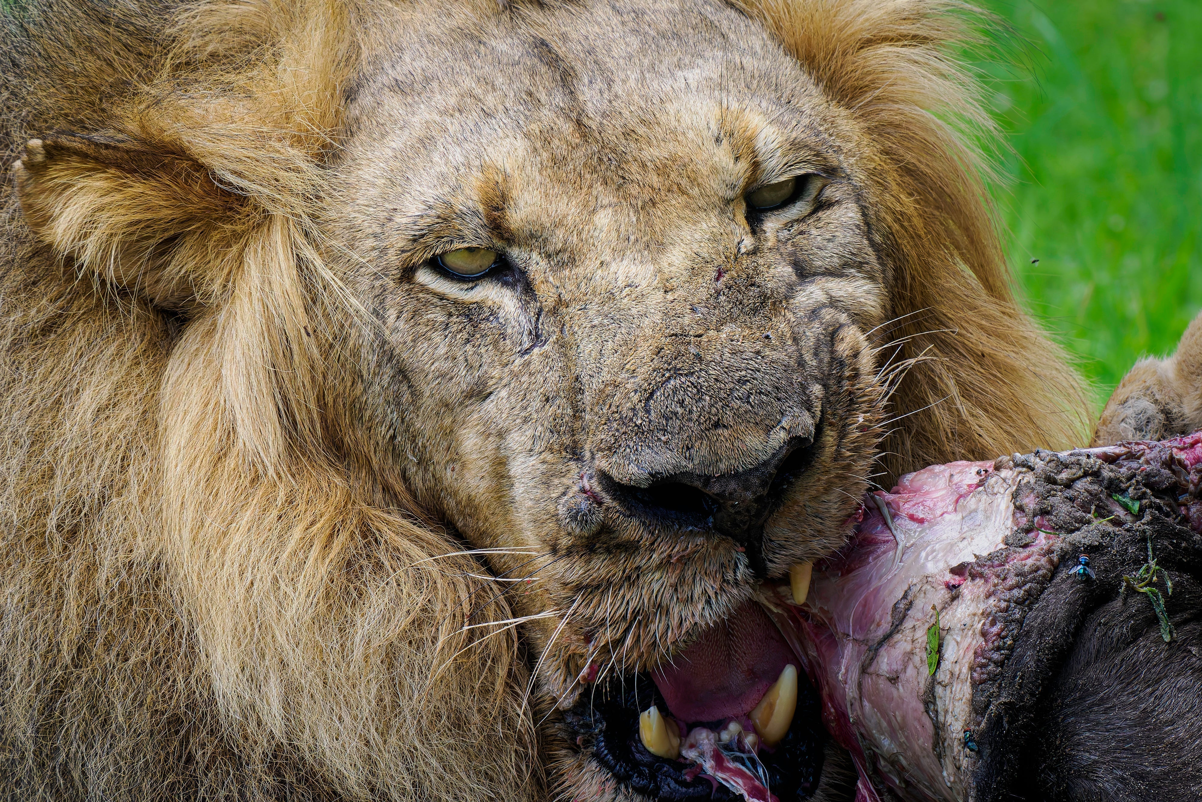 OM System M.Zuiko 50-200mm F2.8 IS PRO