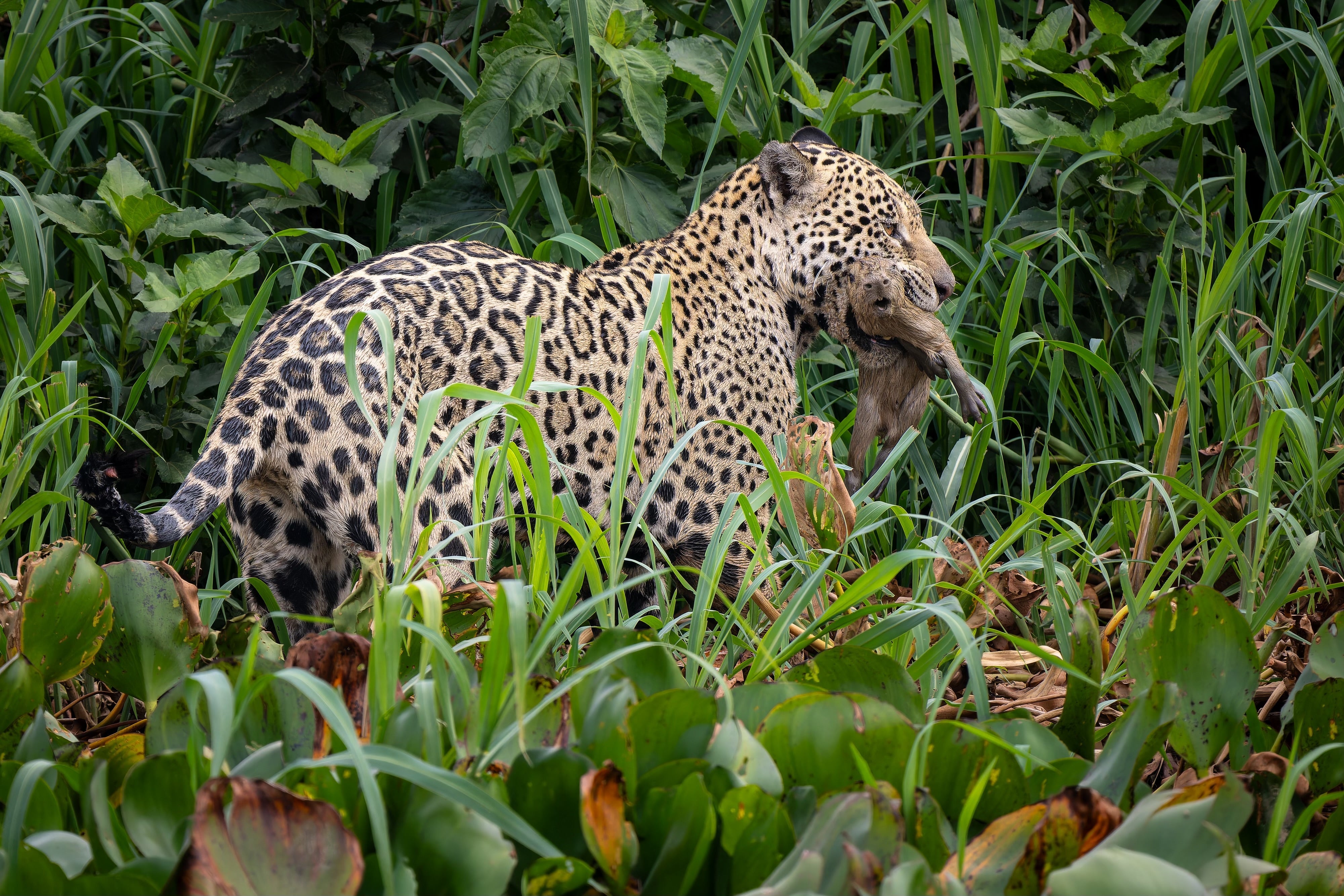 OM System Mentorship - Part 3 - Session #11