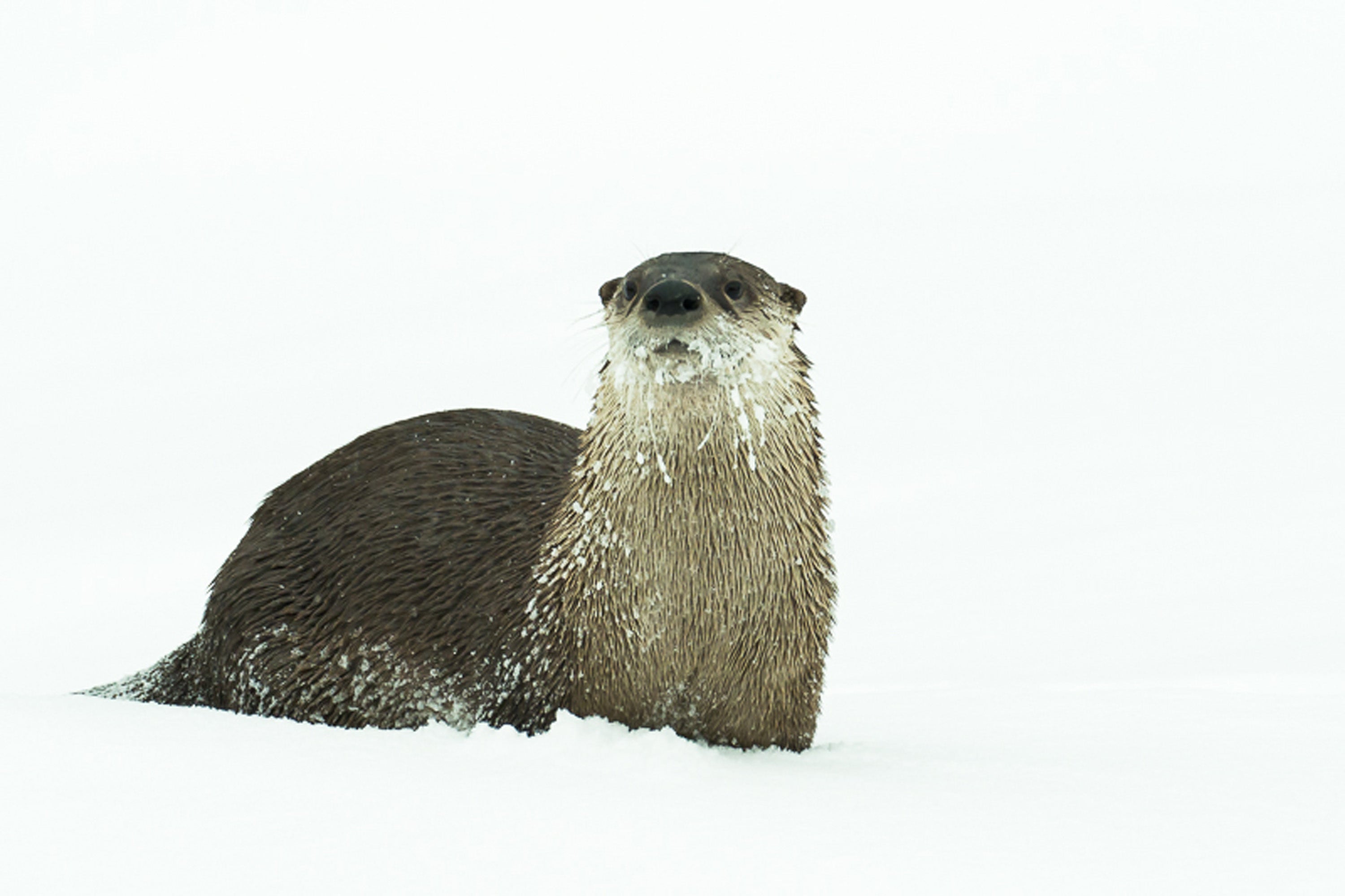 Olympus M.Zuiko ED 300mm F4.0 IS PRO