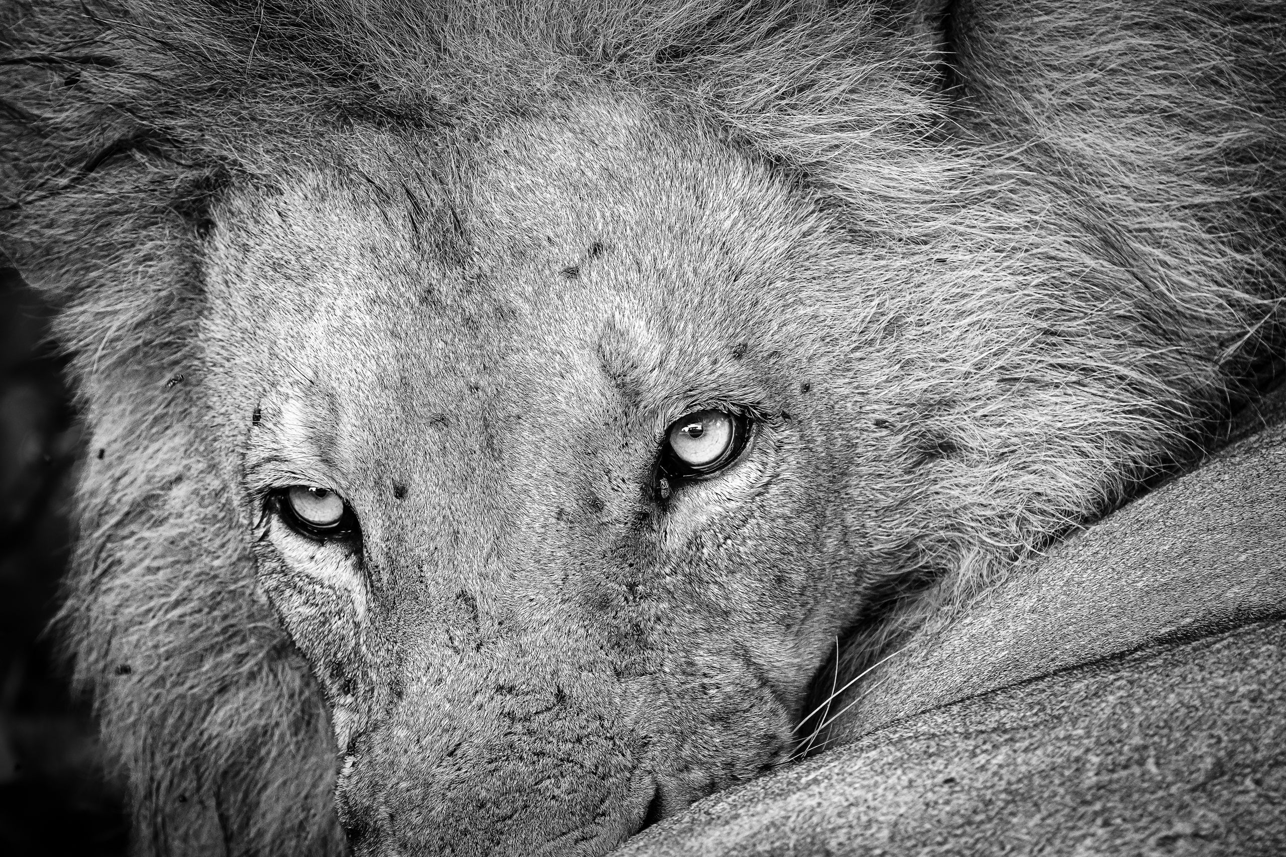 Top Six Mistakes Wildife Photographers Make
