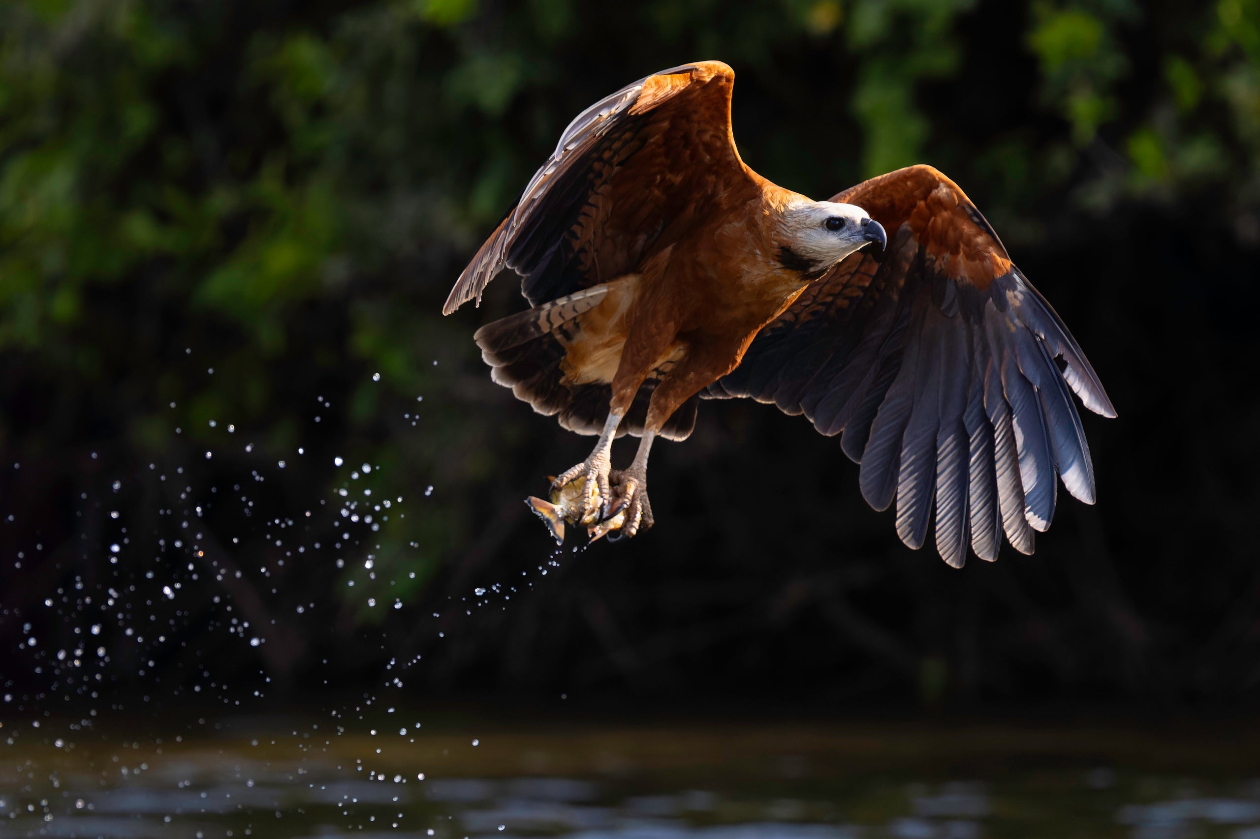 Making the Most of the Wildlife Photographic Experience