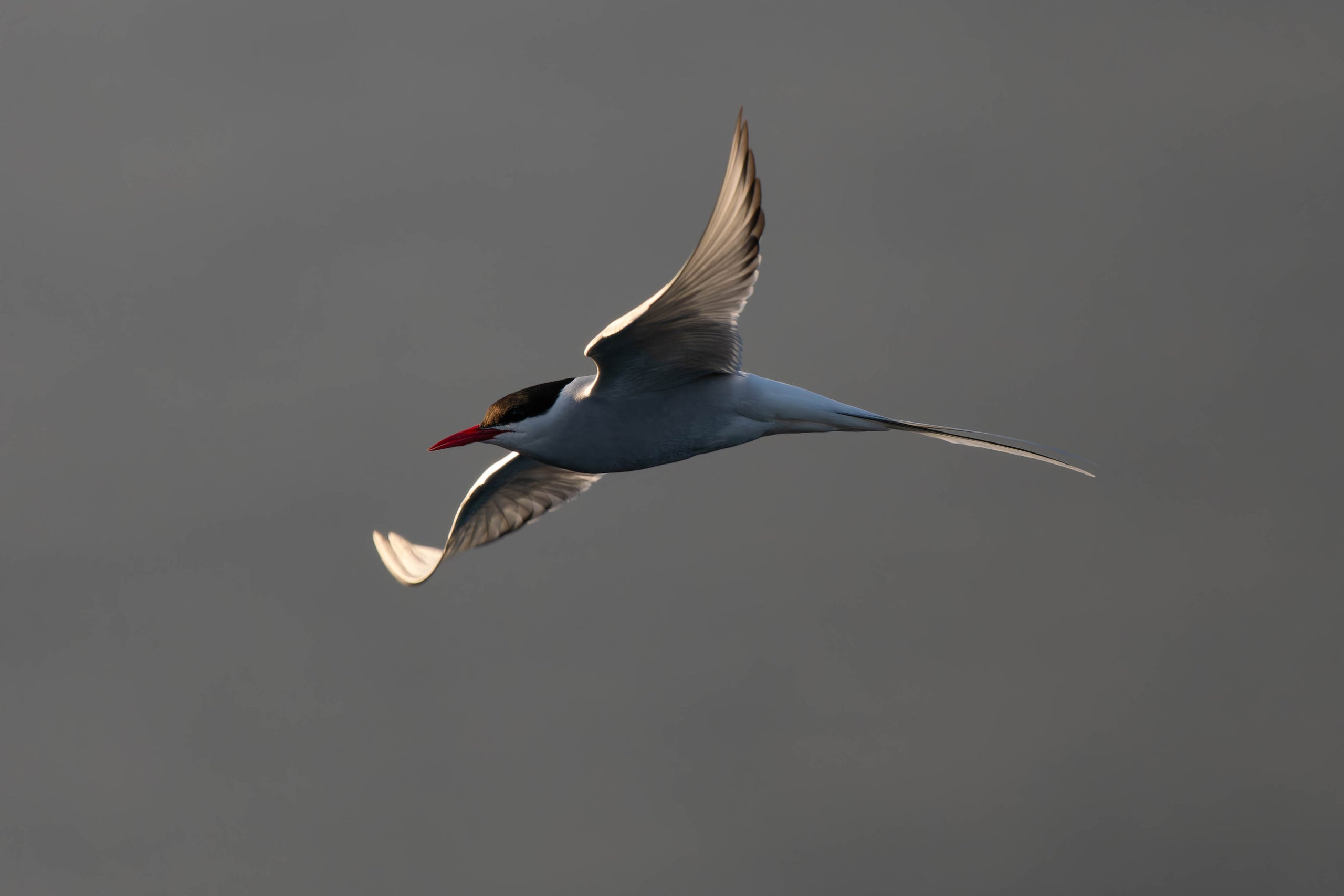 Mastering Birds in Flight