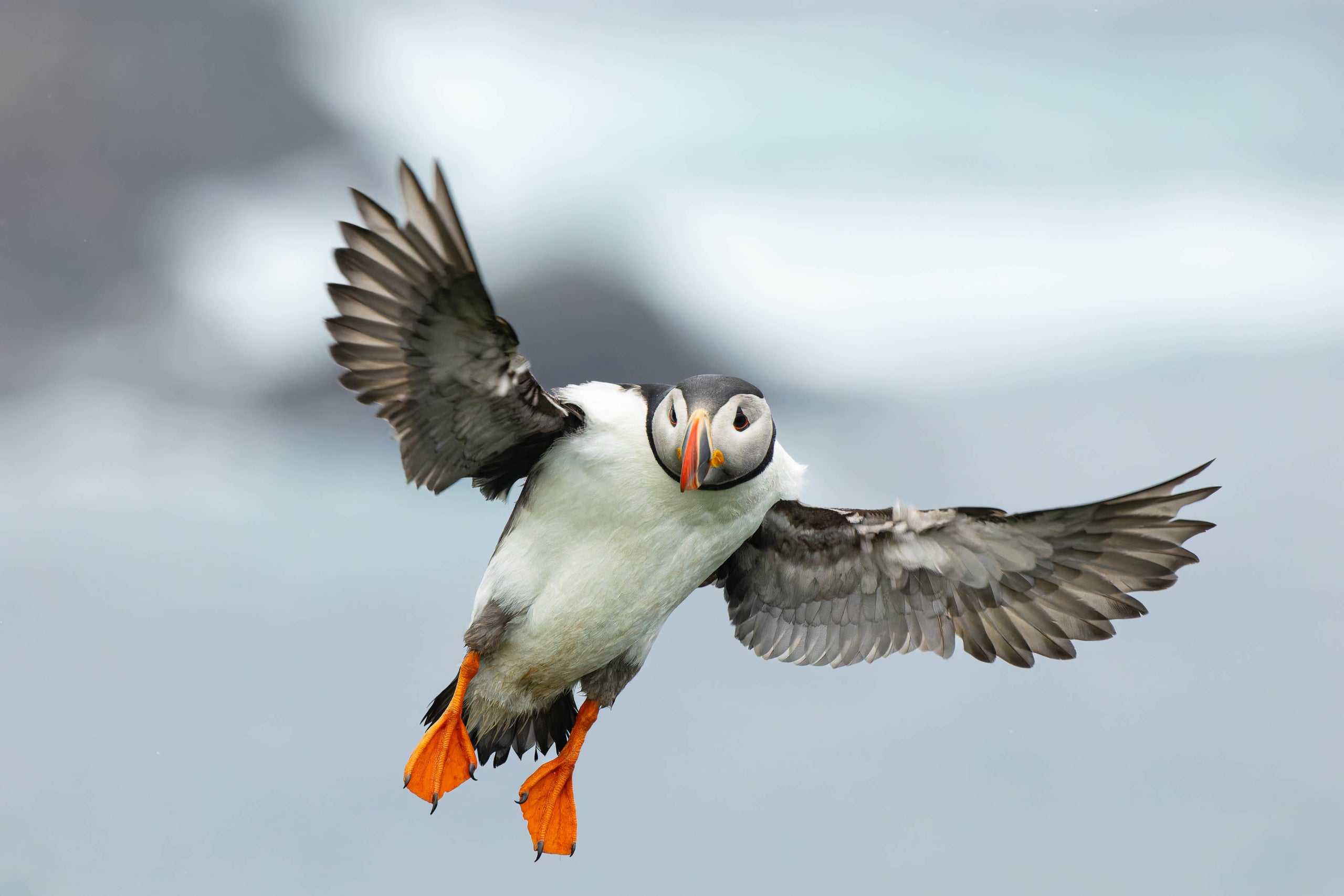 Mastering Birds in Flight