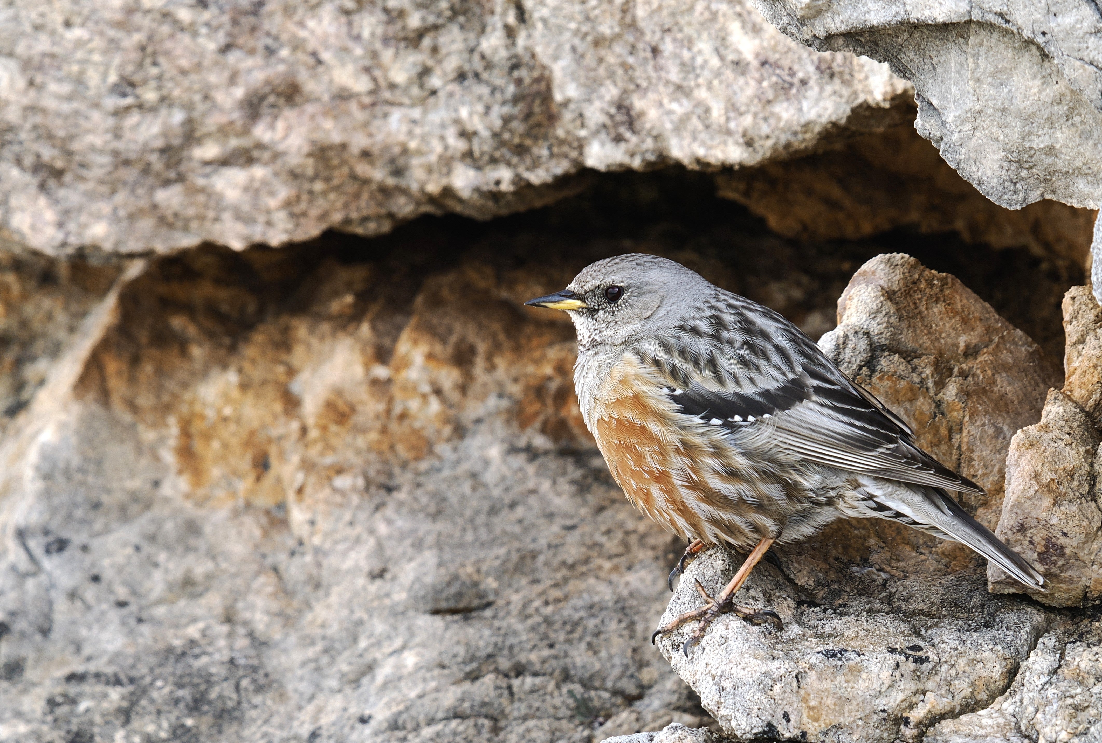 2027 Spain's Amazing Wildlife: Master Wildlife Photography