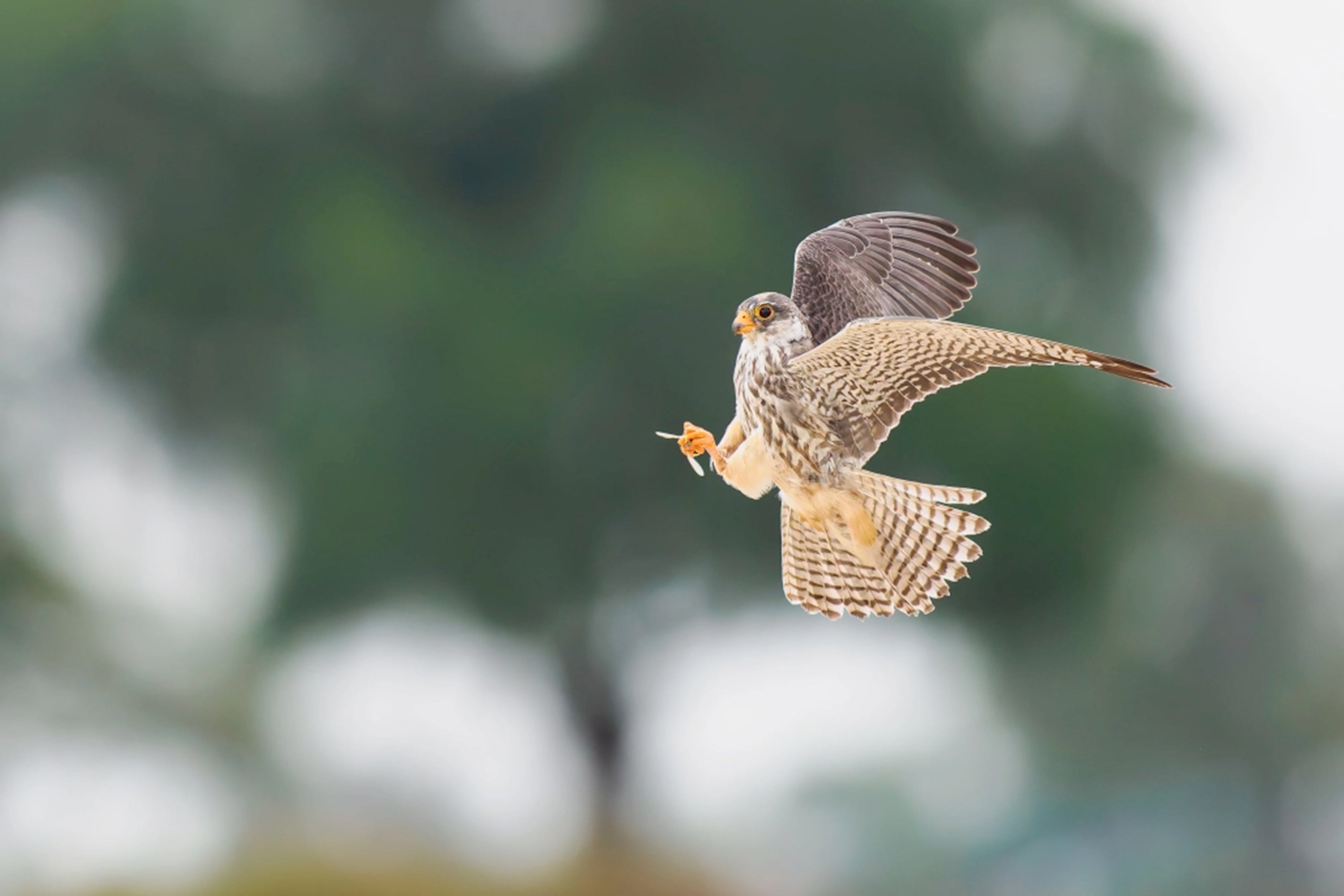 Mastering Birds in Flight