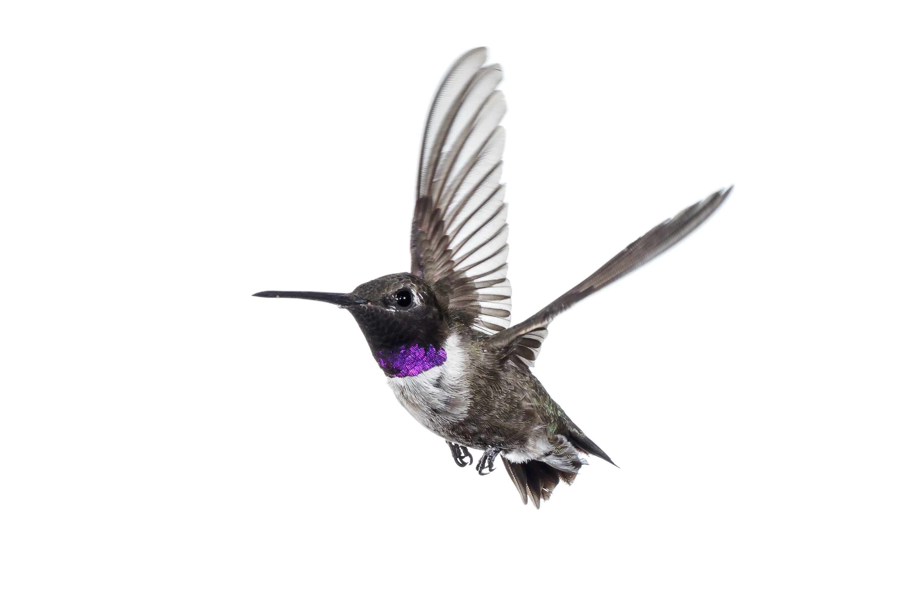 Mastering Hummingbird Photography
