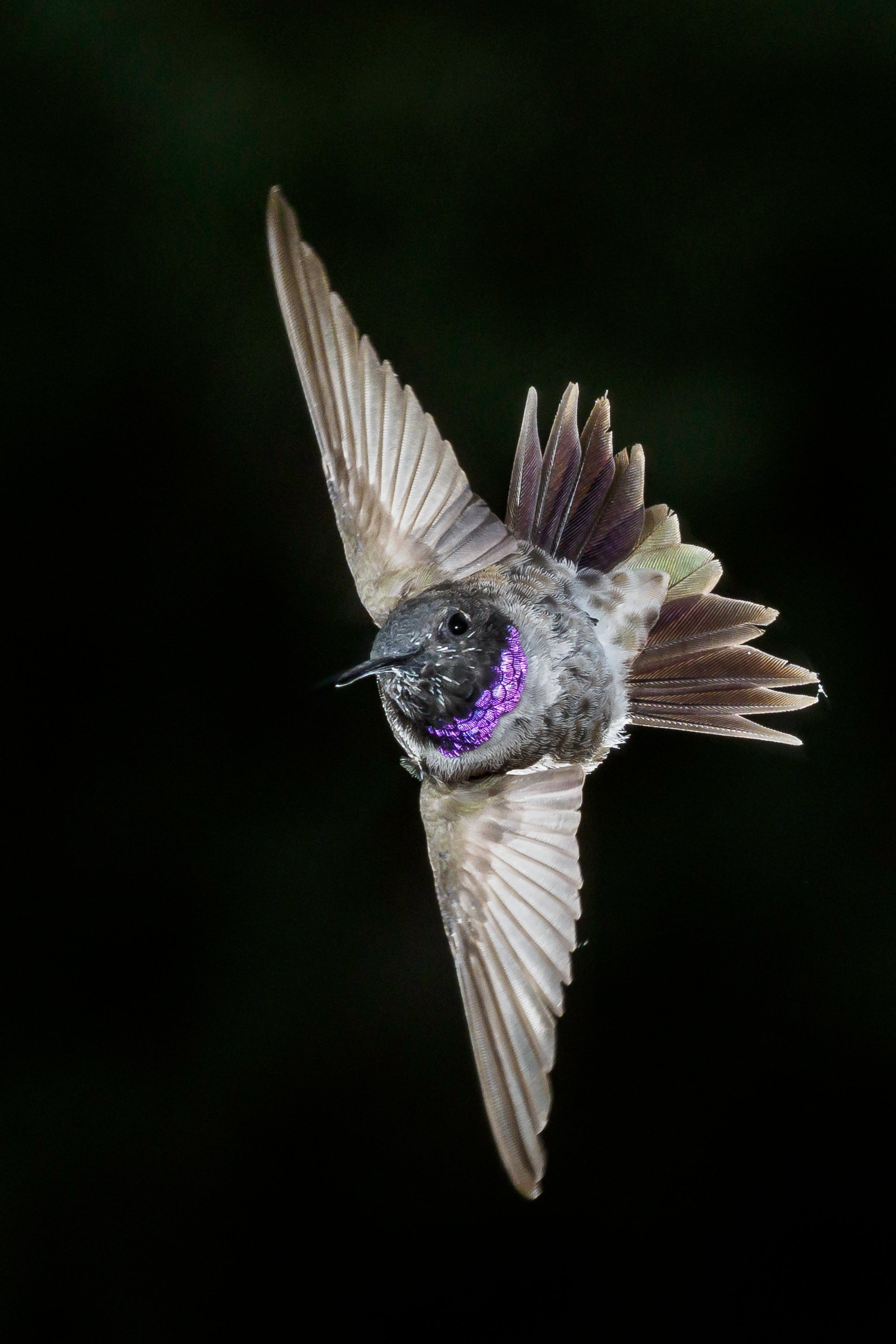 Mastering Hummingbird Photography