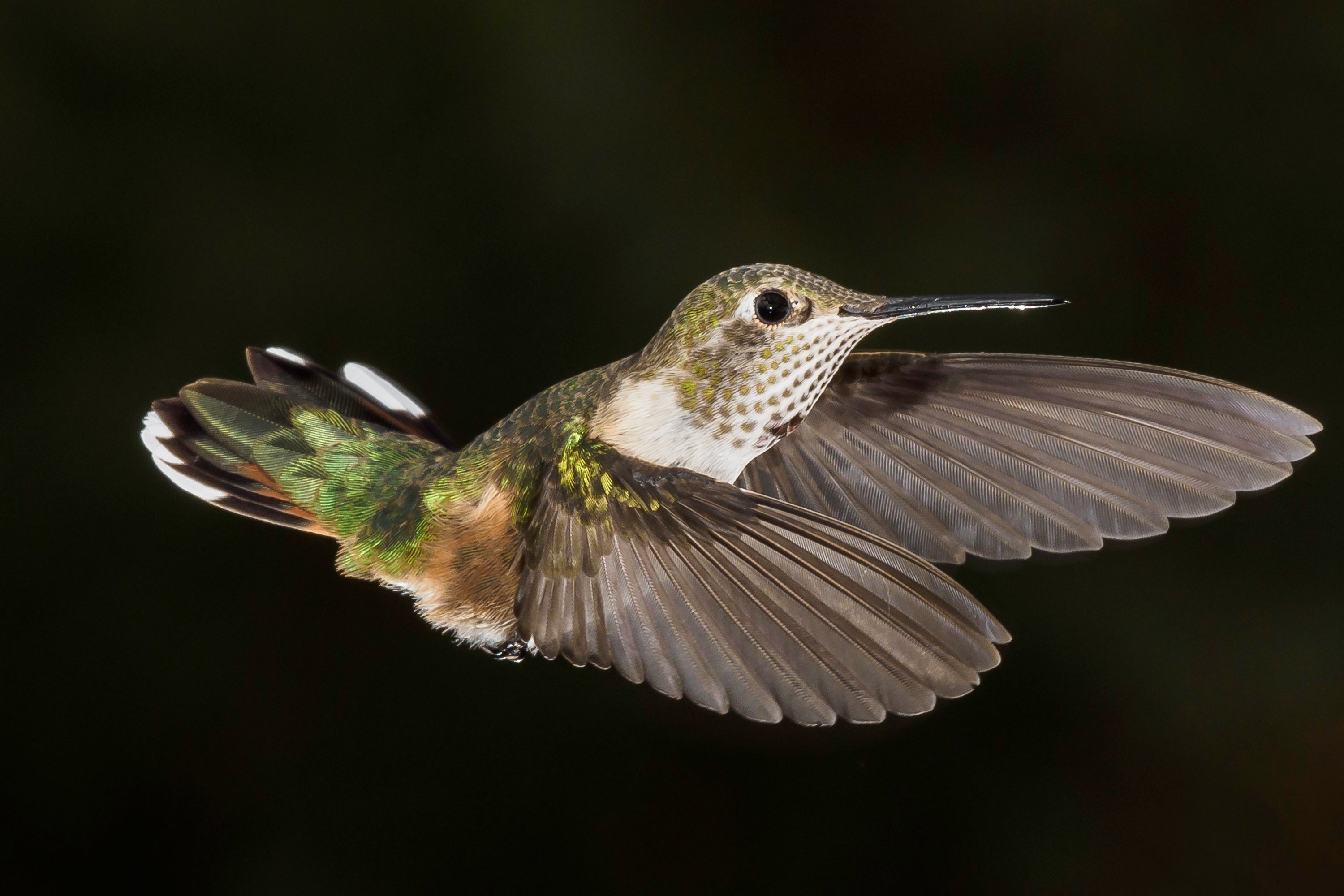 Mastering Hummingbird Photography