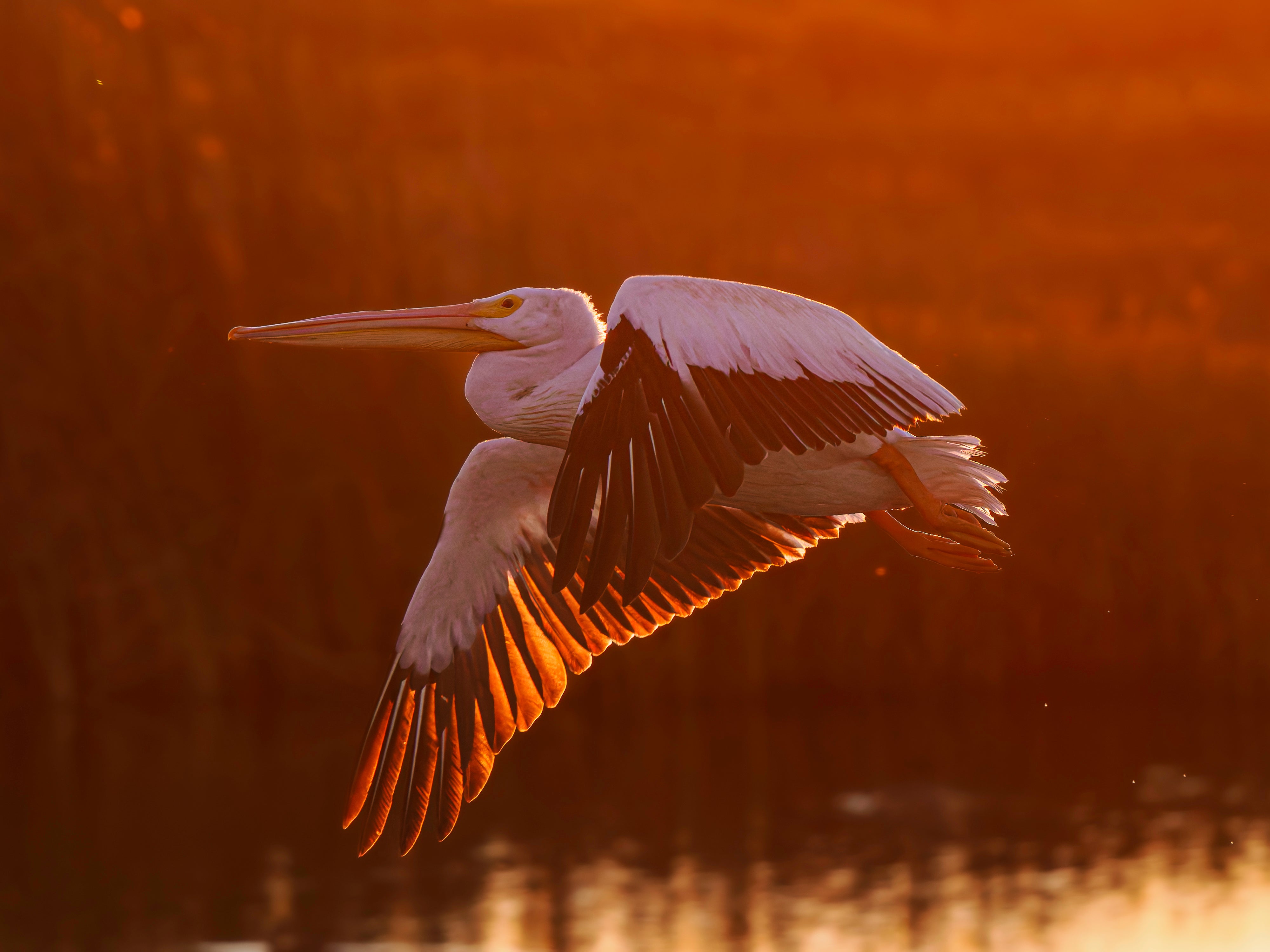 Backlit_Pelican.jpg