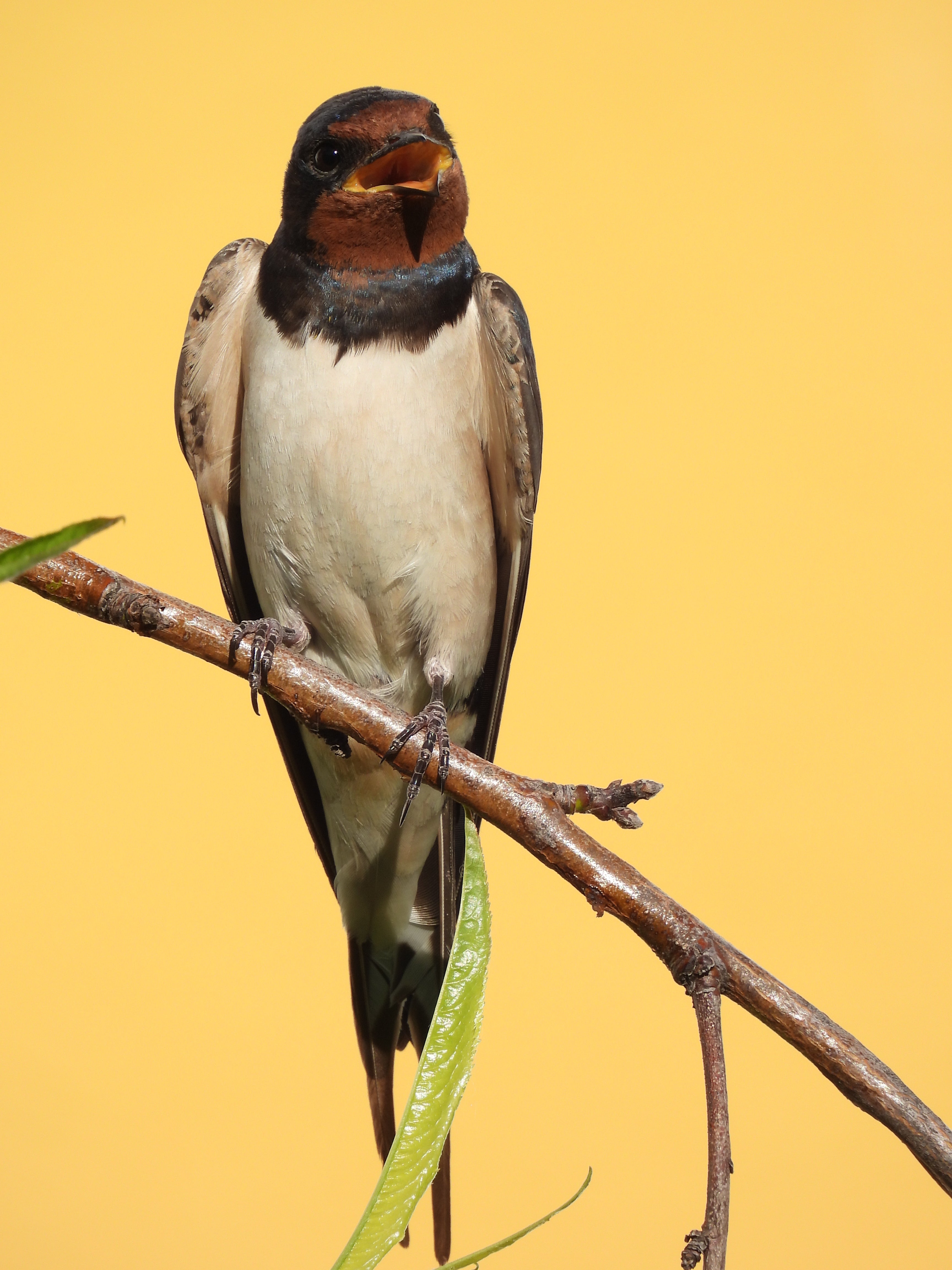 2027 Spain's Amazing Wildlife: Master Wildlife Photography