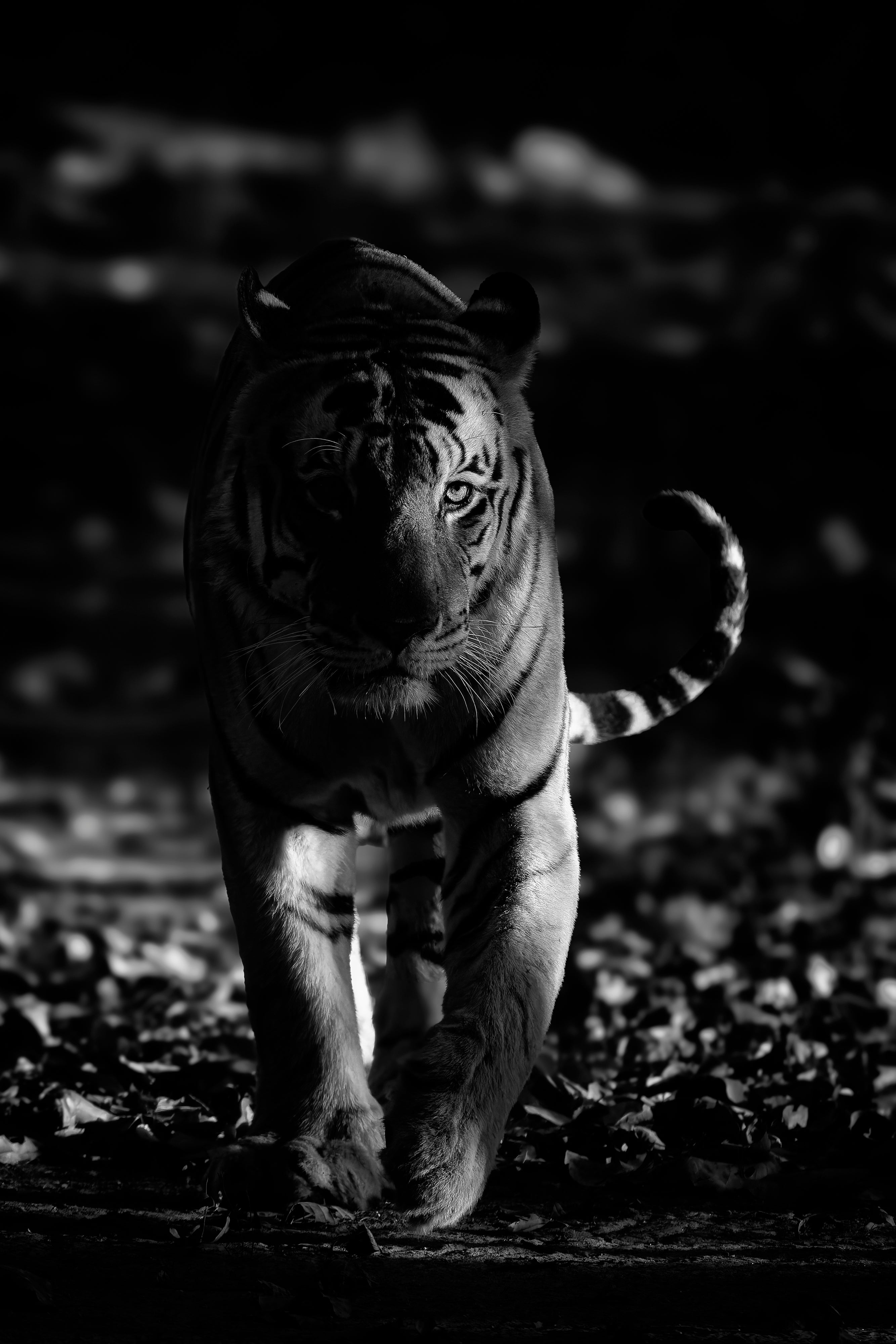 2027 Grand India Adventure - OM System Only: Master Fieldcraft Workshop