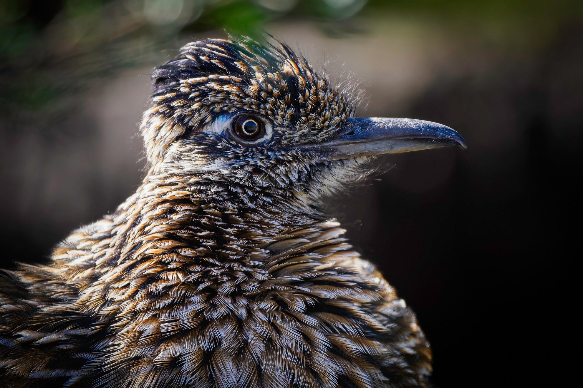 Big Bend National Park Winter Landscapes & Wildlife