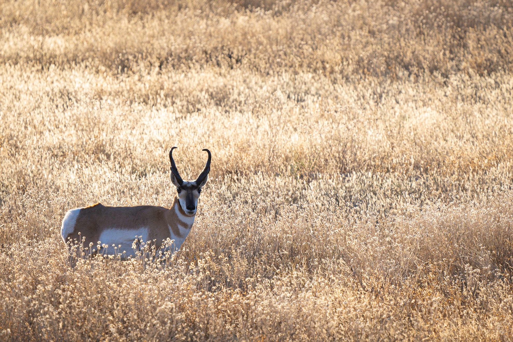 Big Bend National Park Winter Landscapes & Wildlife