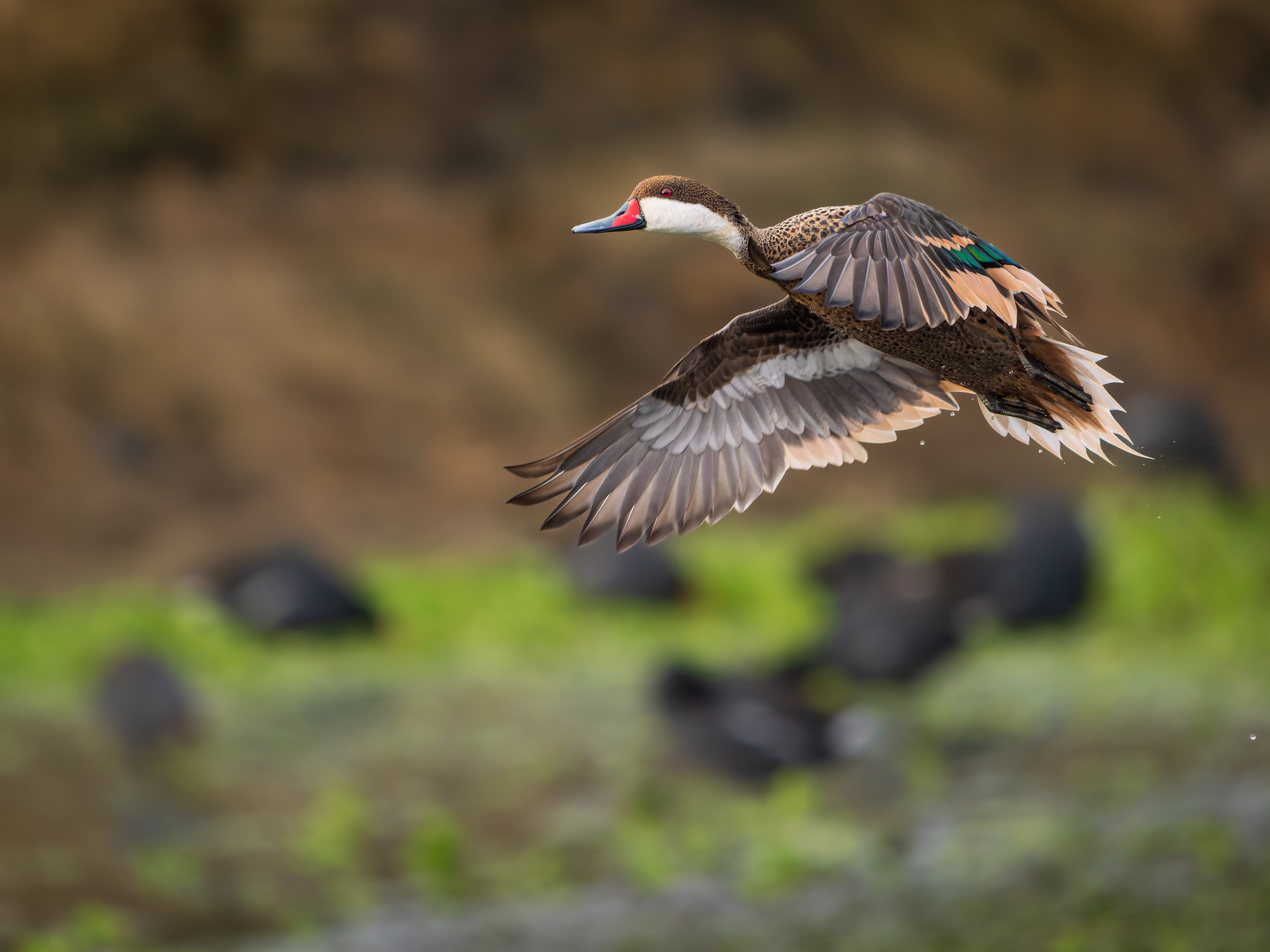 Bird in Flight 1.jpg