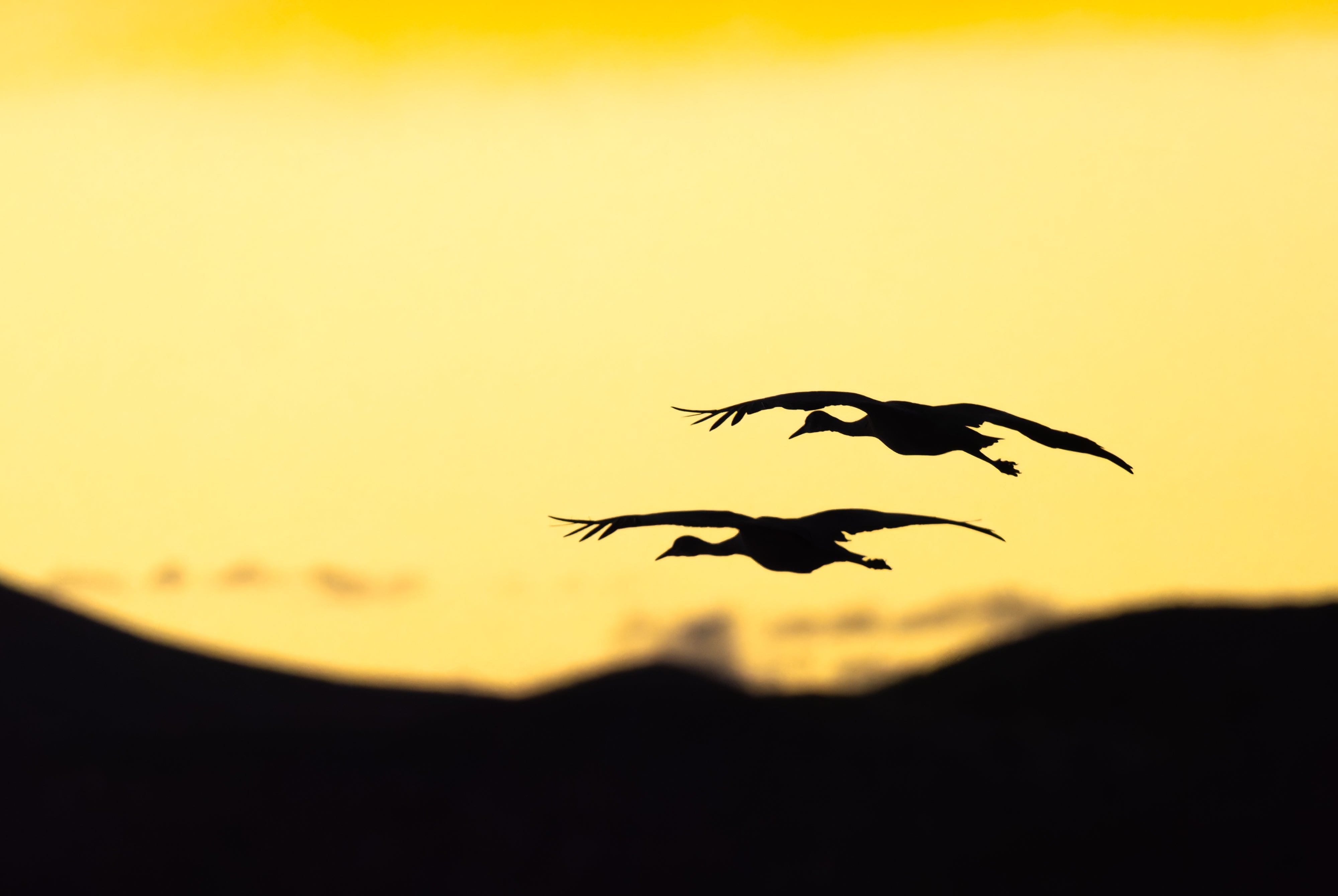 2027 Mastering Birds in Flight - New Mexico