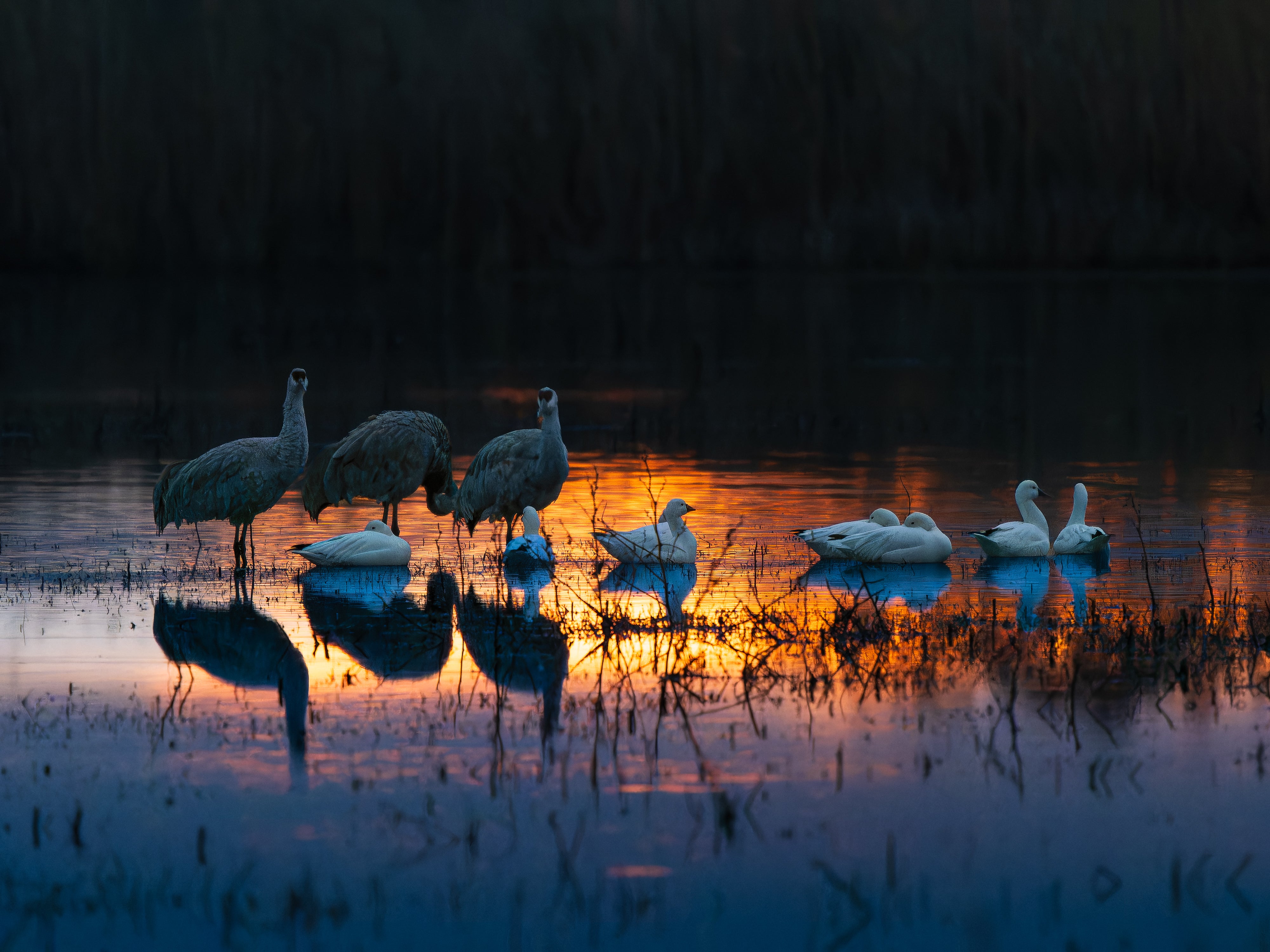 2027 Mastering Birds in Flight - New Mexico