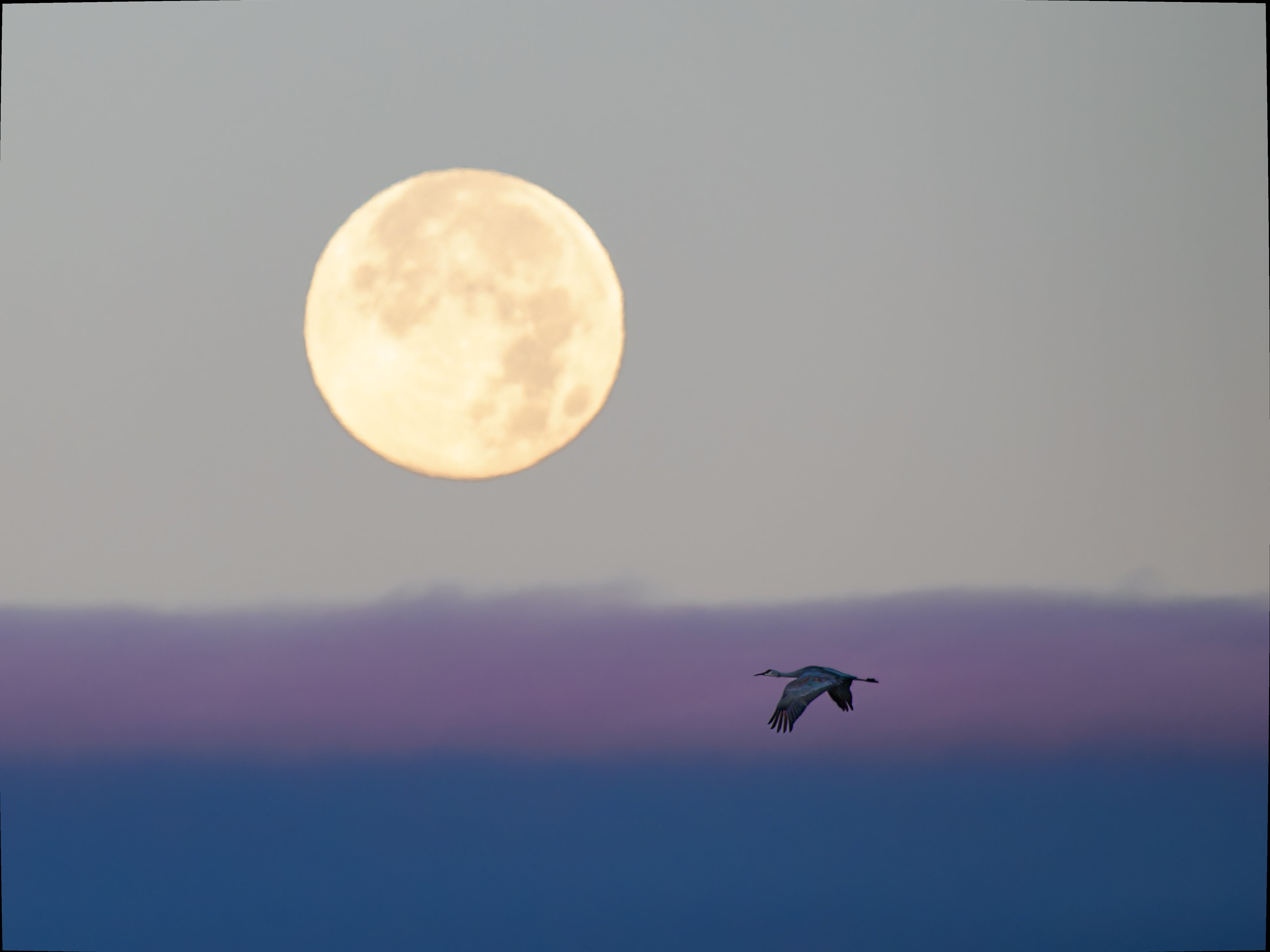 2027 Mastering Birds in Flight - New Mexico