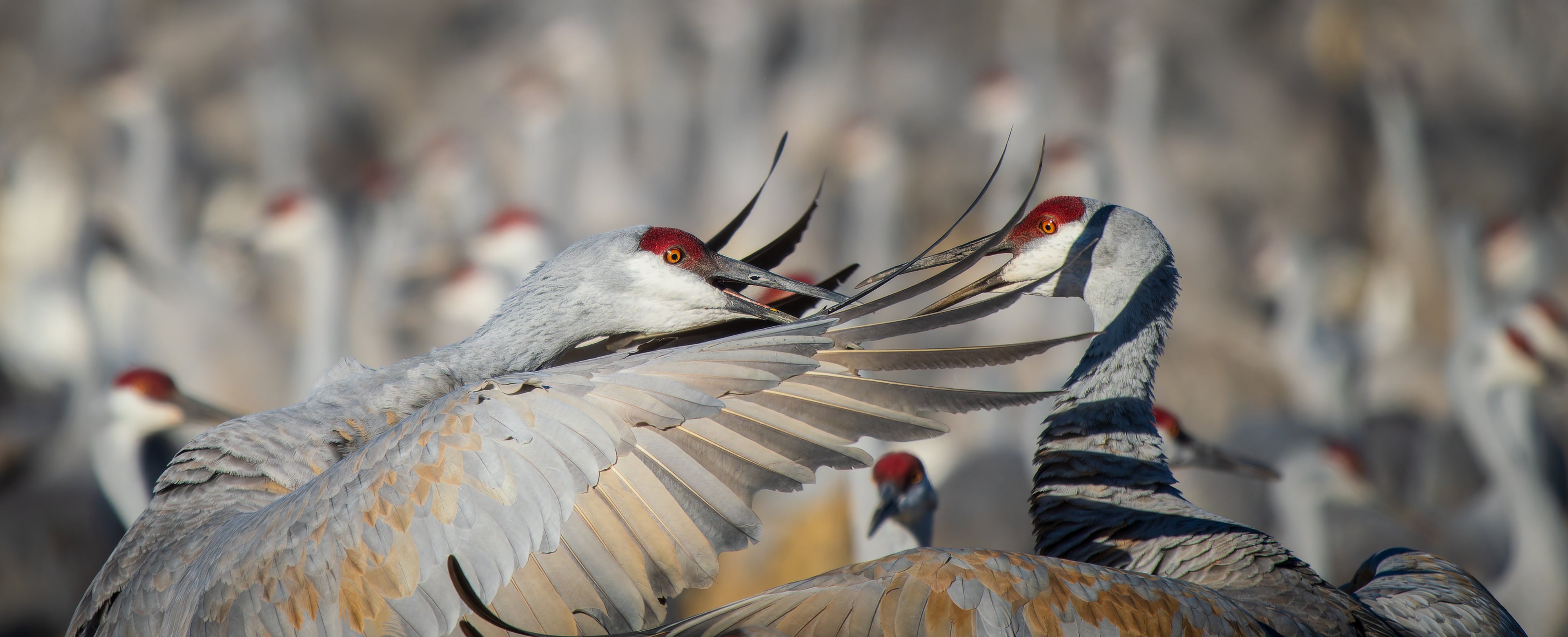 2027 Mastering Birds in Flight - New Mexico