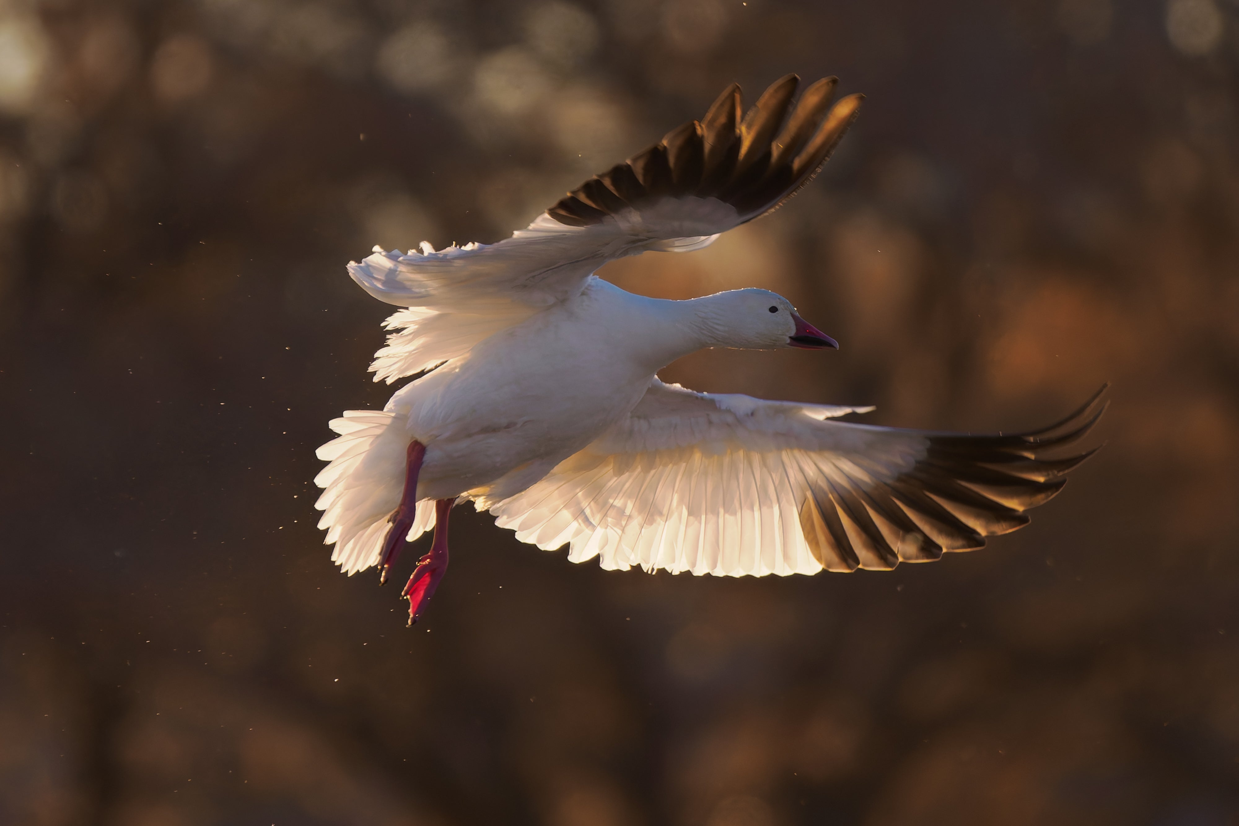 2027 Mastering Birds in Flight - New Mexico