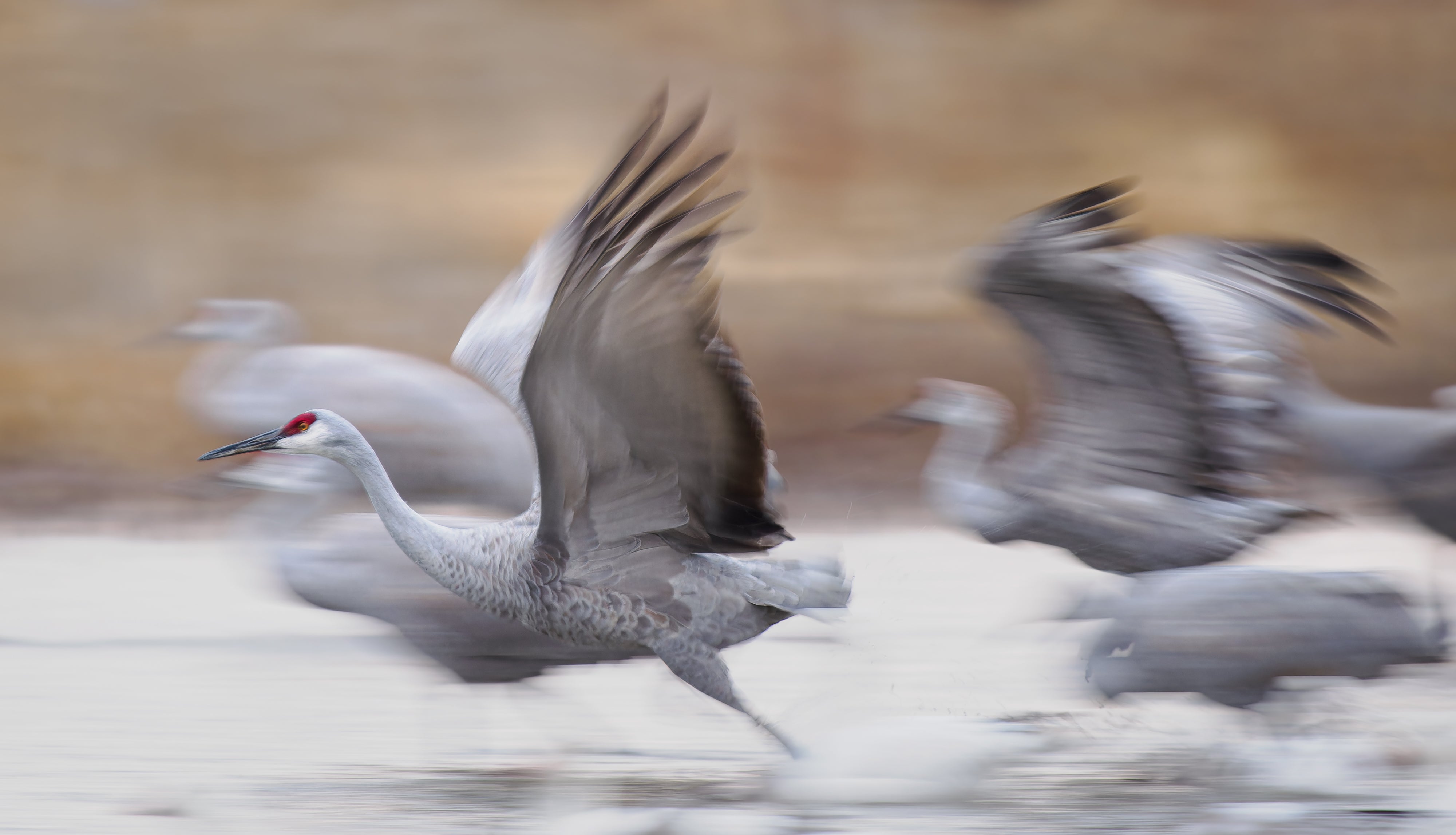 2027 Mastering Birds in Flight - New Mexico