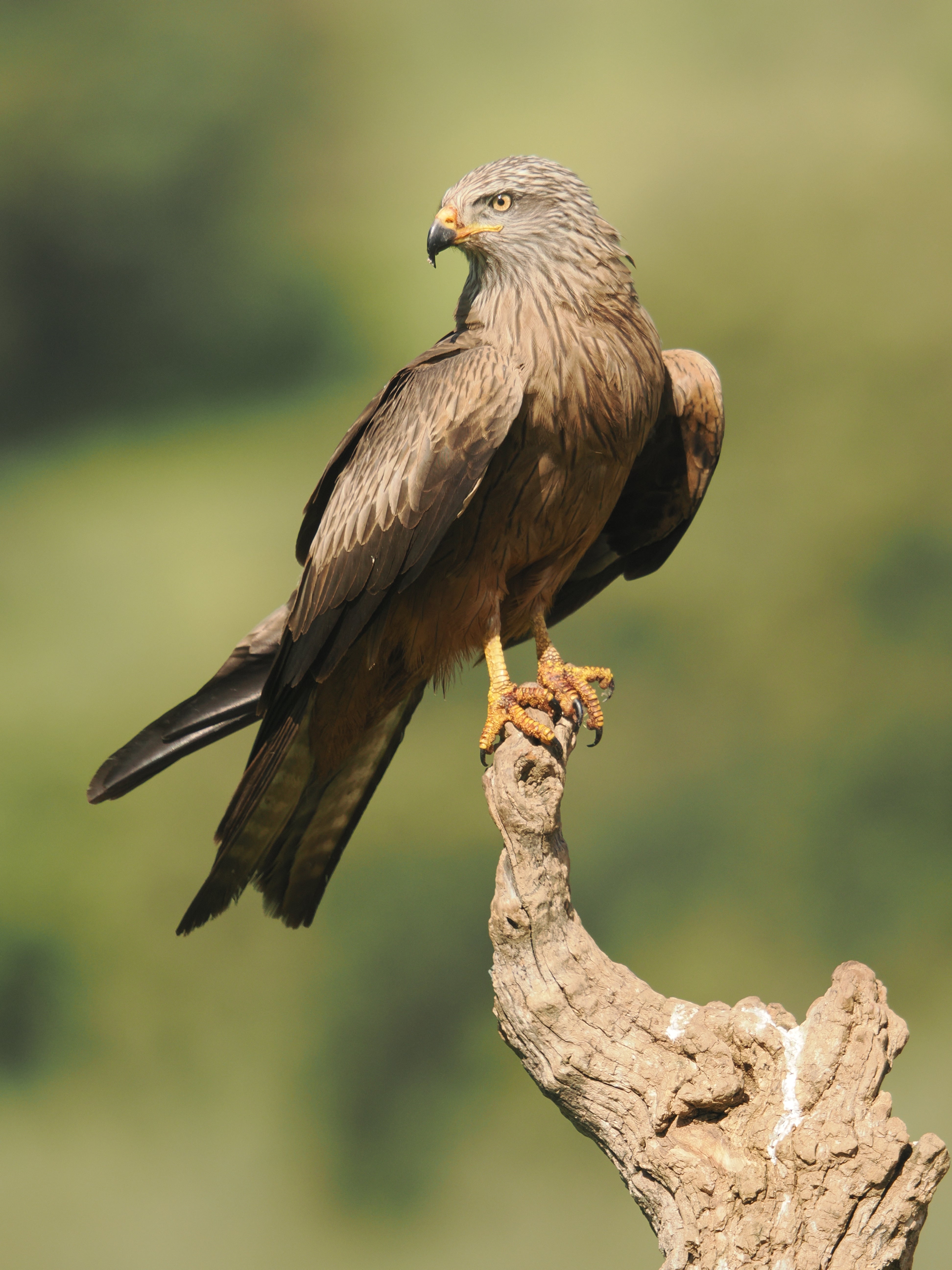 2027 Spain's Amazing Wildlife: Master Wildlife Photography