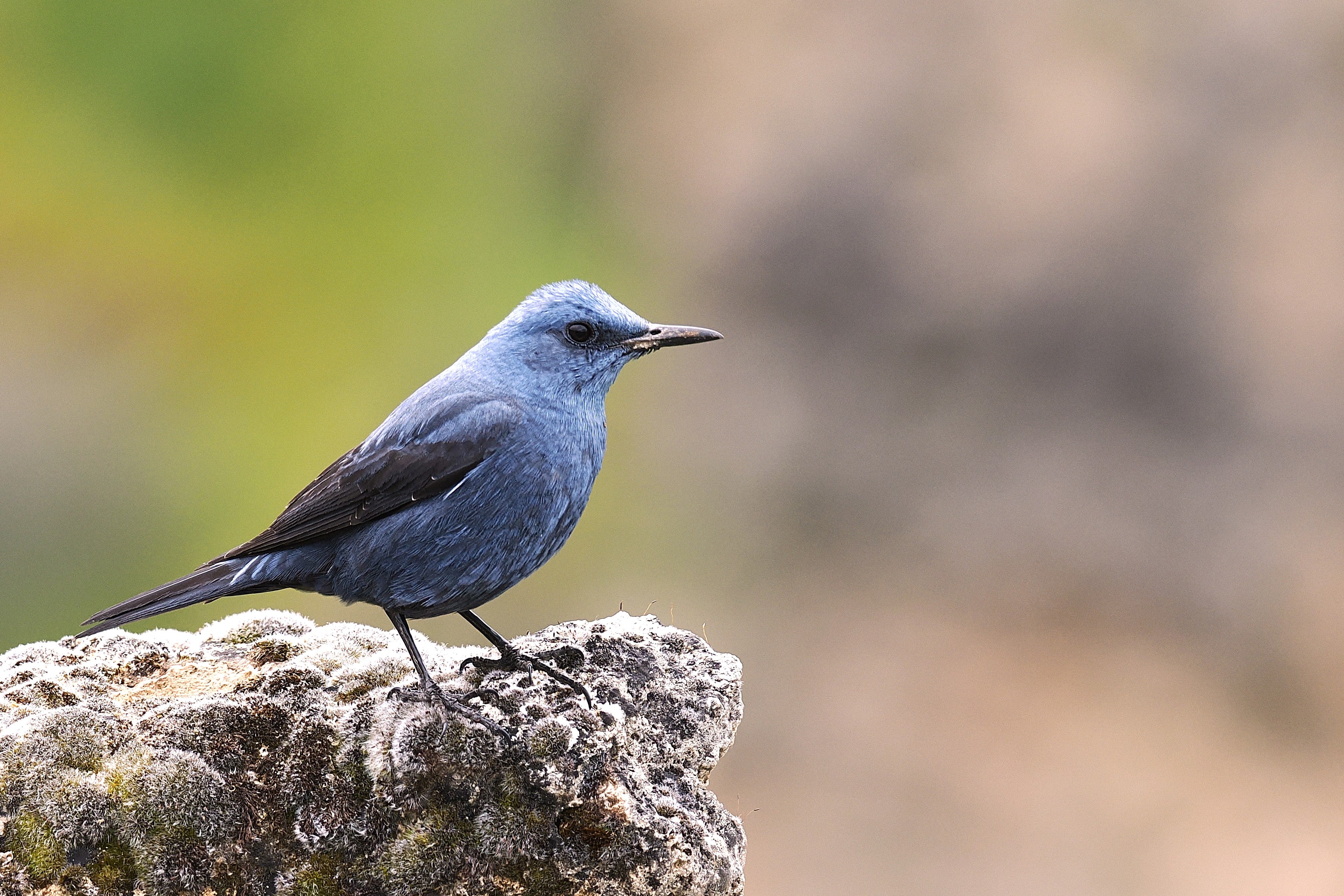 2027 Spain's Amazing Wildlife: Master Wildlife Photography
