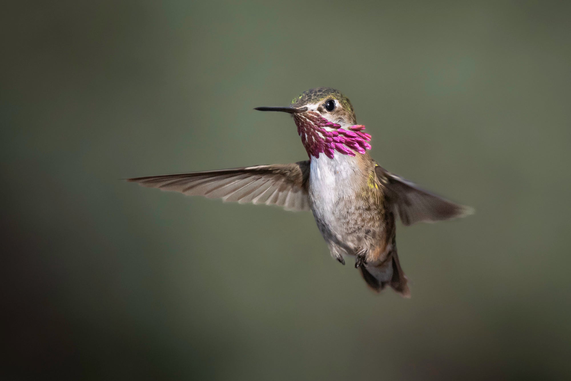 Mastering Hummingbird Photography