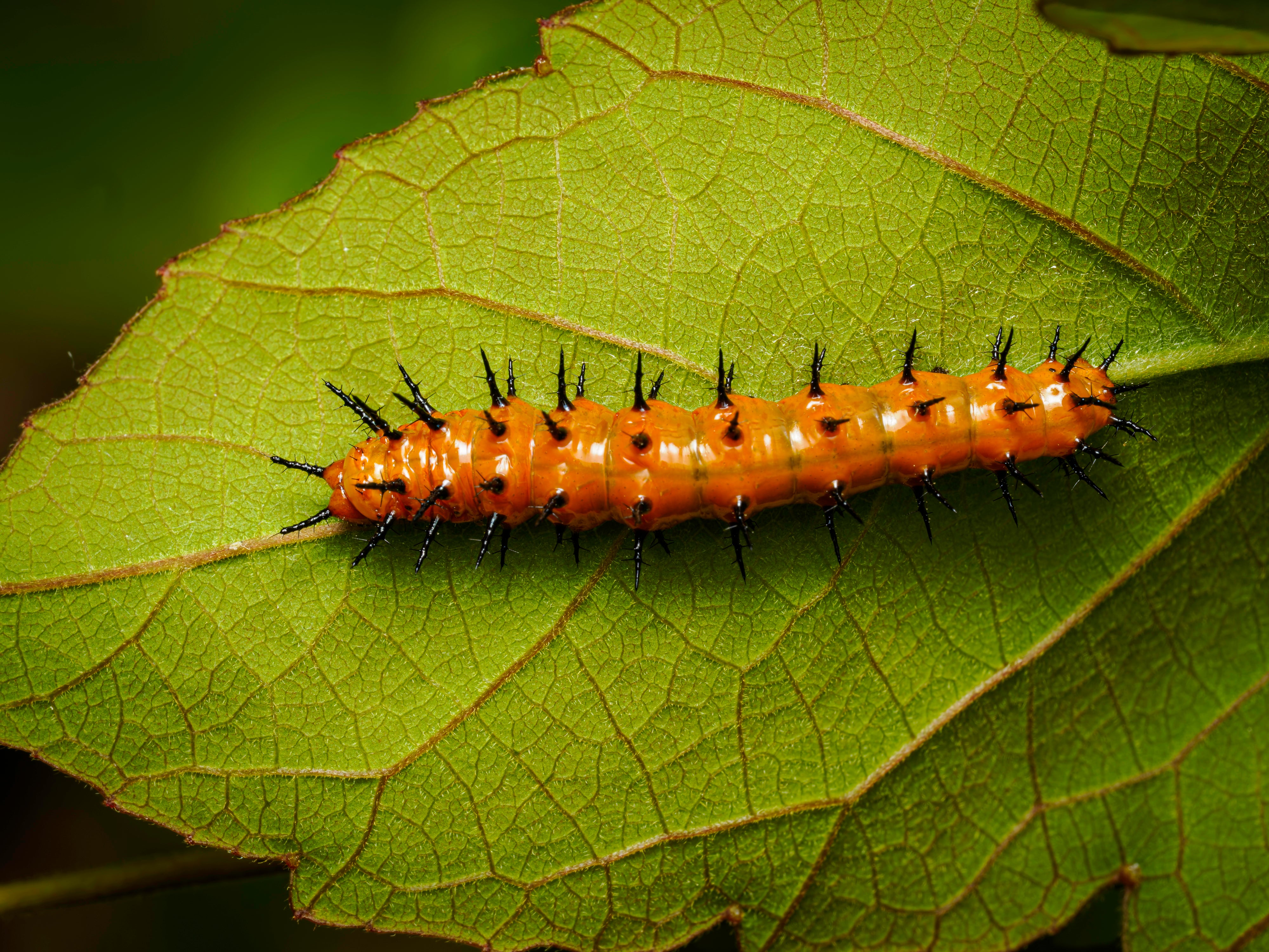 OM System Only – Introduction to Macro Photography