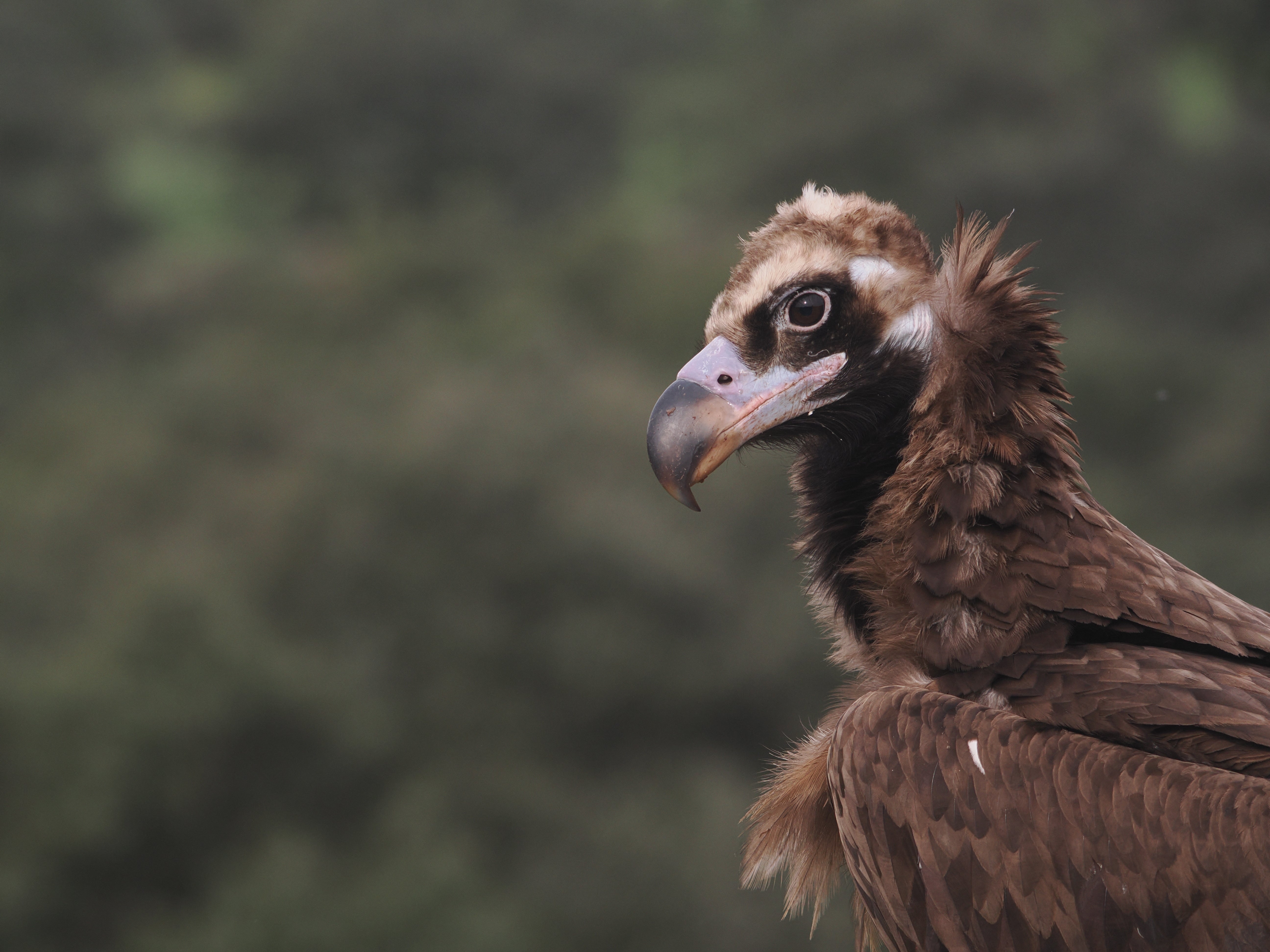 2027 Spain's Amazing Wildlife: Master Wildlife Photography