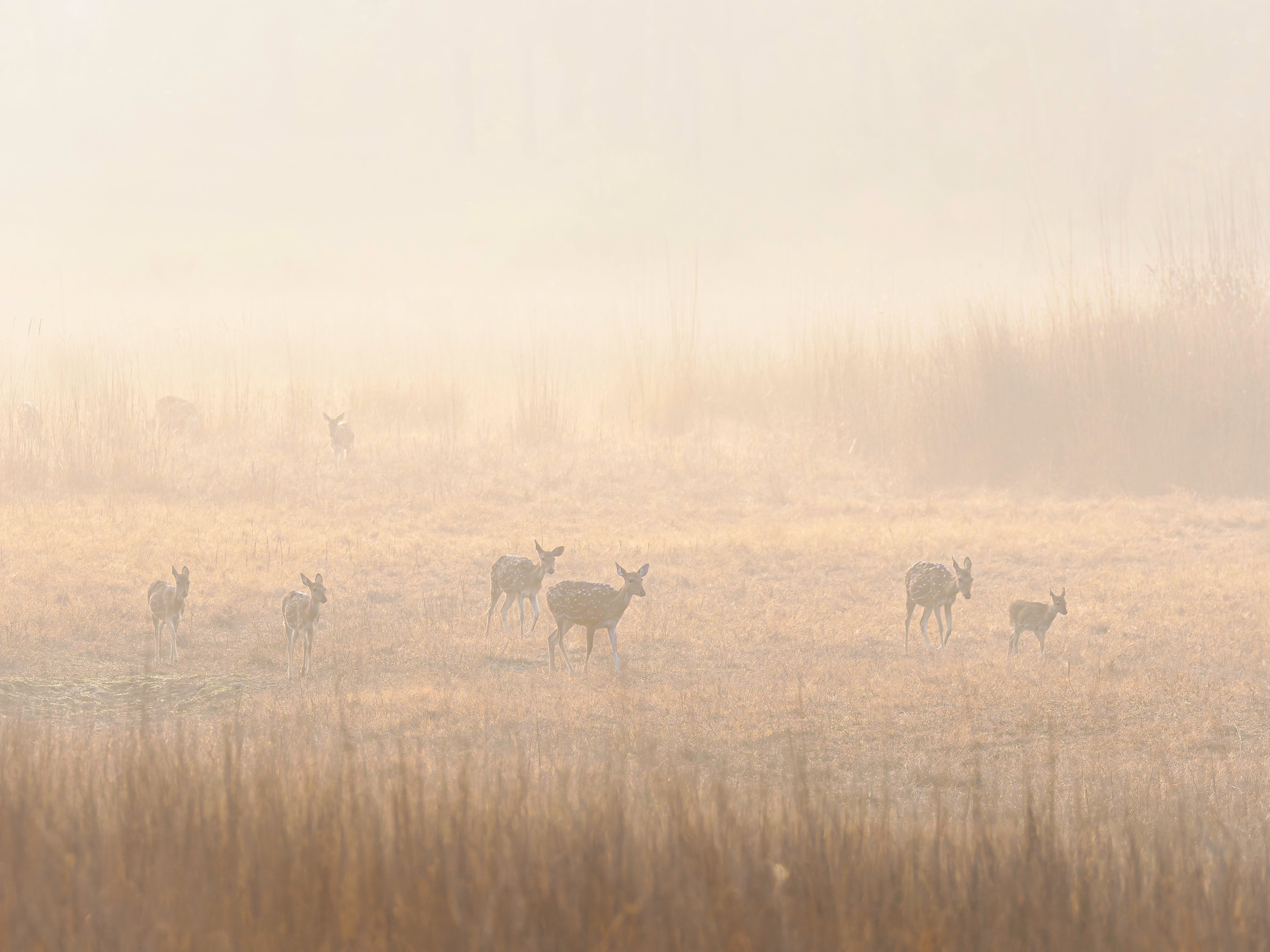 2027 Grand India Adventure - OM System Only: Master Fieldcraft Workshop