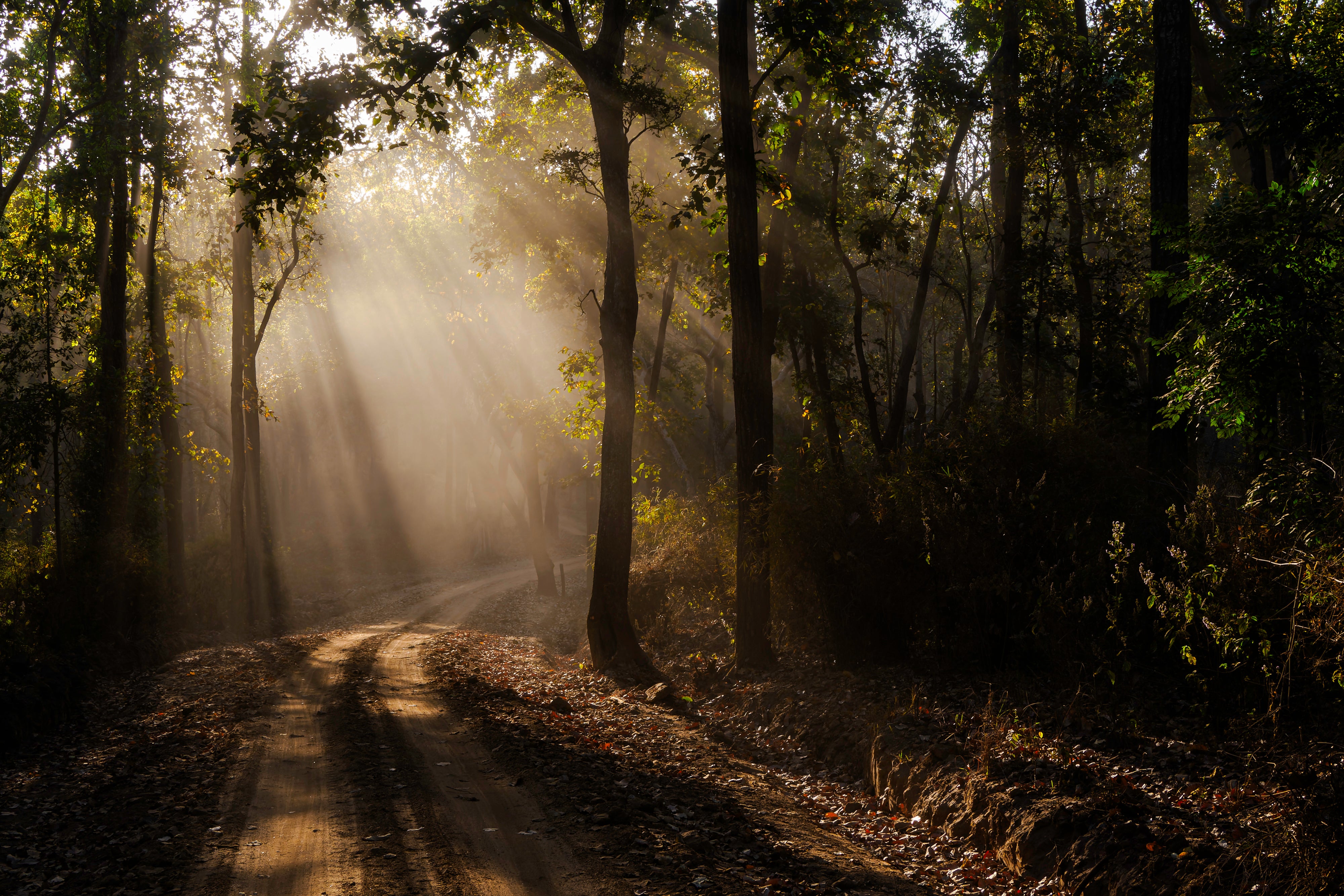 2027 Grand India Adventure - OM System Only: Master Fieldcraft Workshop