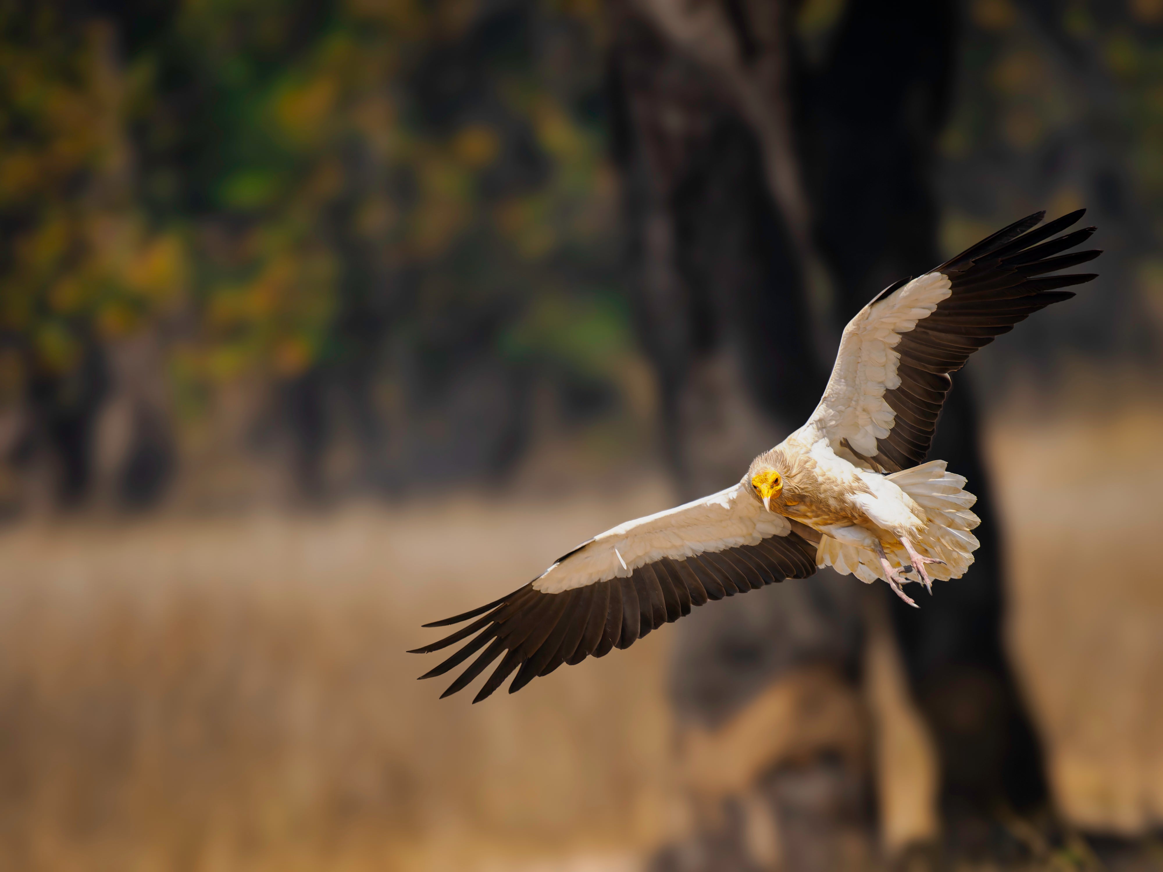 2027 Grand India Adventure - OM System Only: Master Fieldcraft Workshop