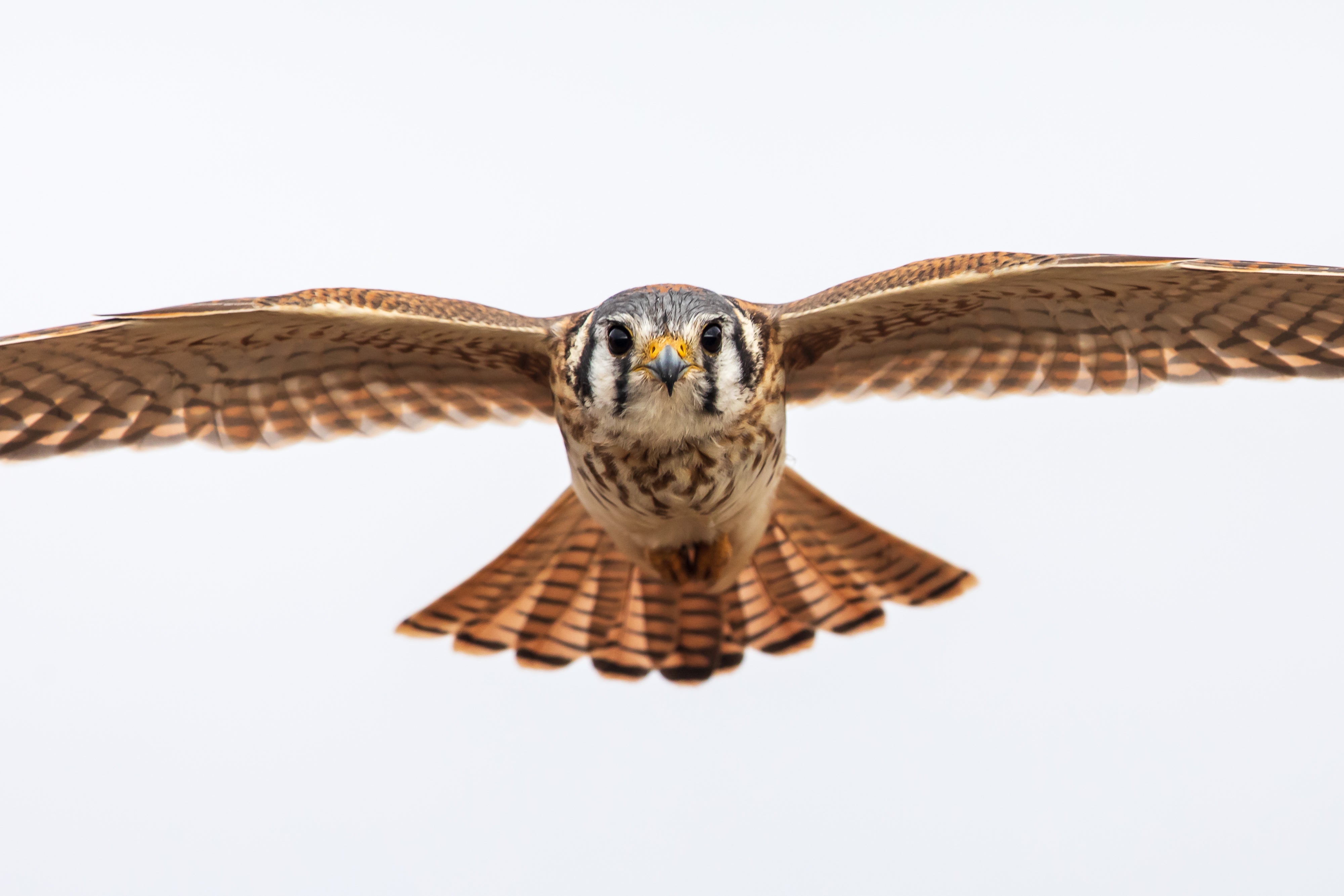 2027 Mastering Birds in Flight - New Mexico