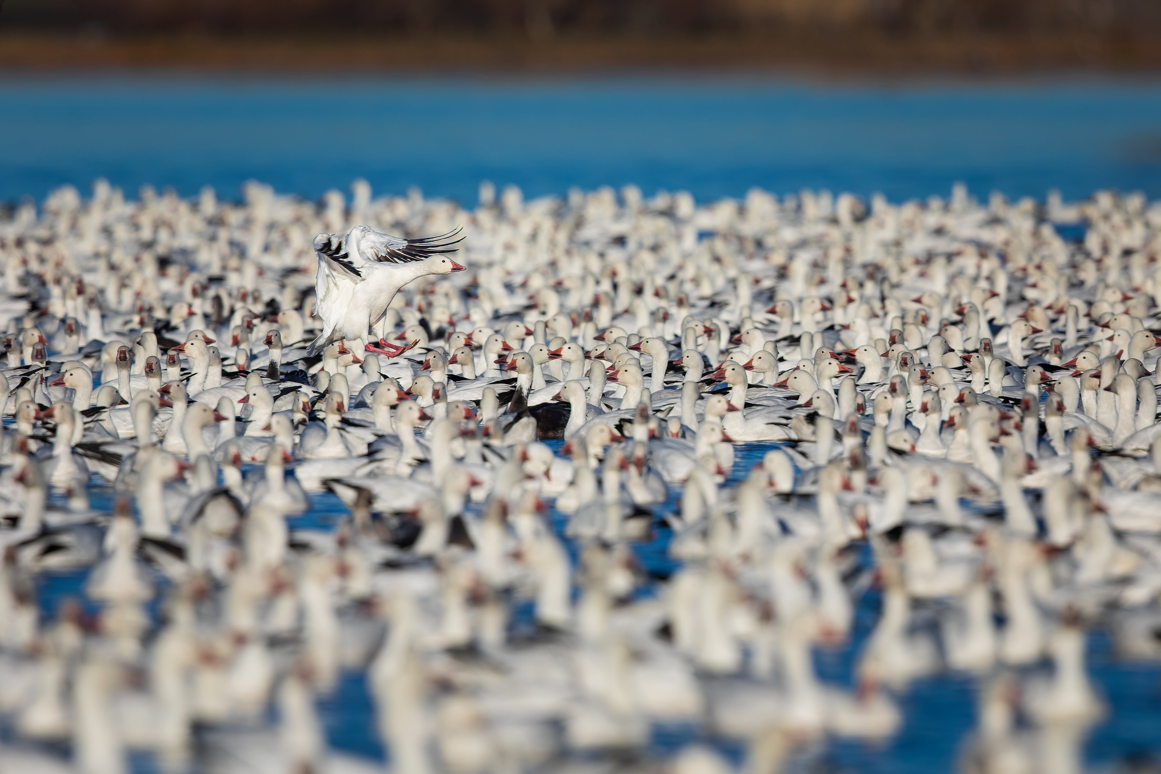 2027 Mastering Birds in Flight - New Mexico