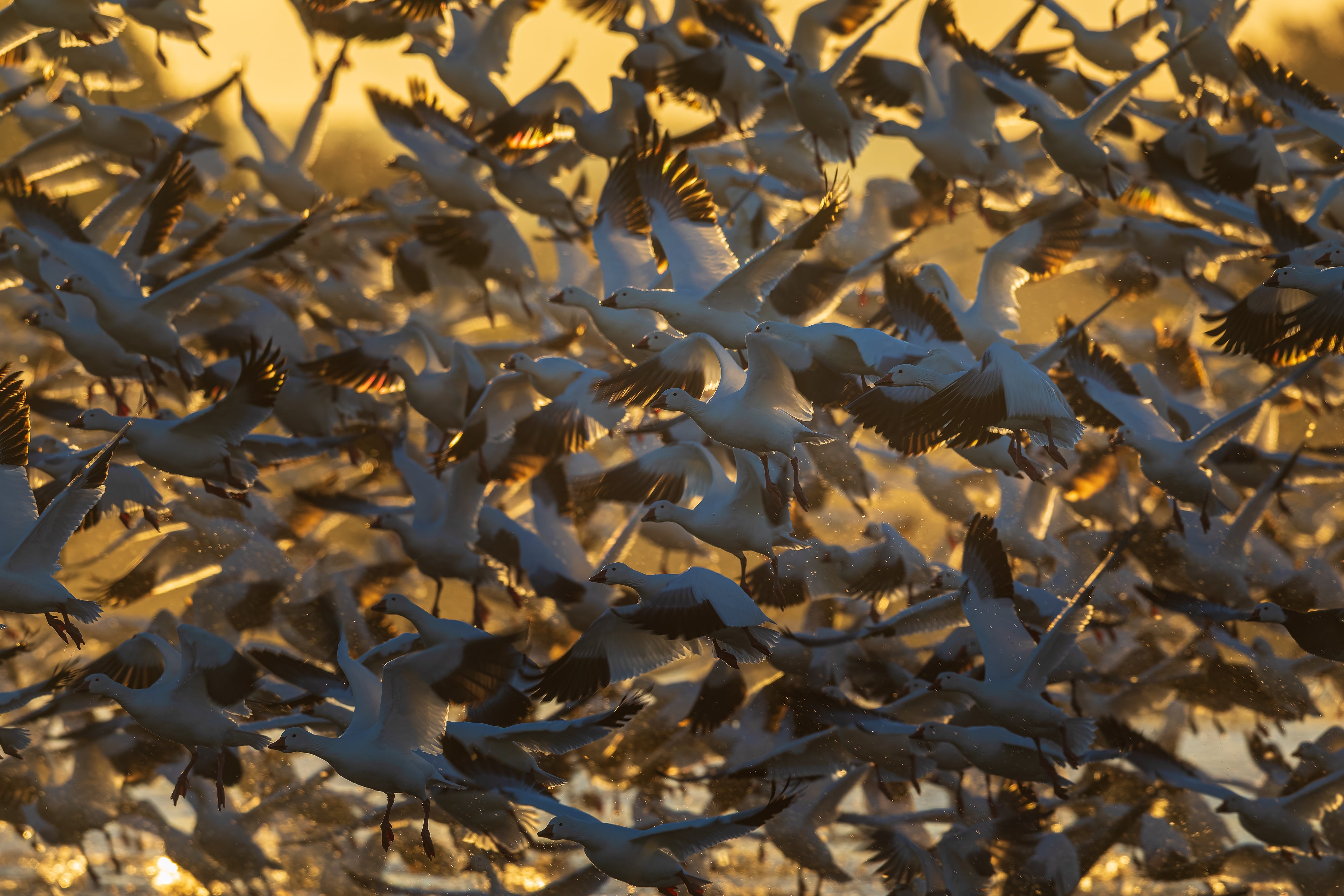 2027 Mastering Birds in Flight - New Mexico